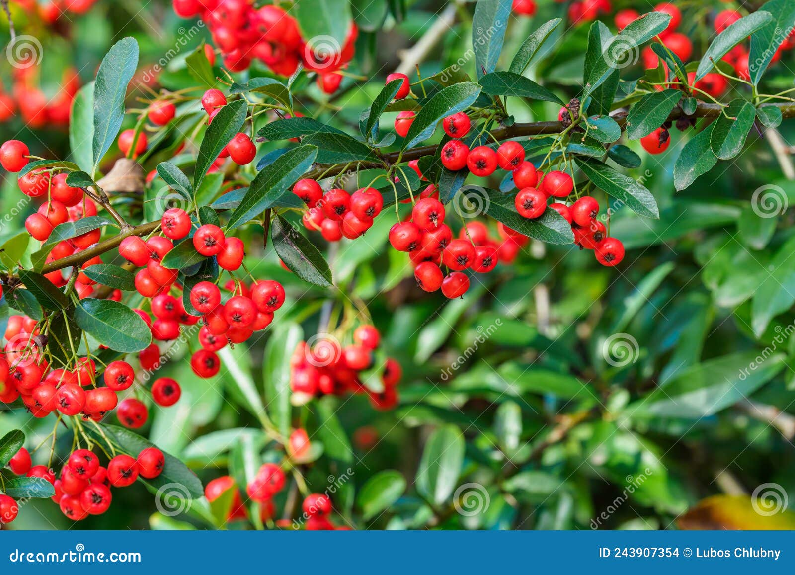 Waldbeeren. Pyracantha Coccinea Scharlachrot Stockfoto - Bild von ...