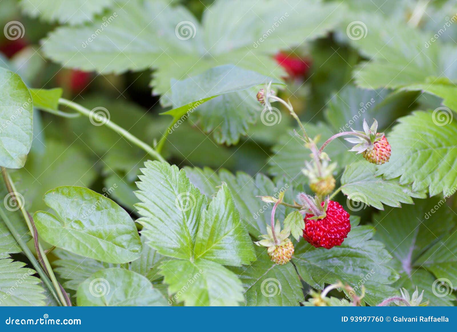 Walderdbeeren, Die Im Garten Wachsen Stockfoto - Bild von frech ...