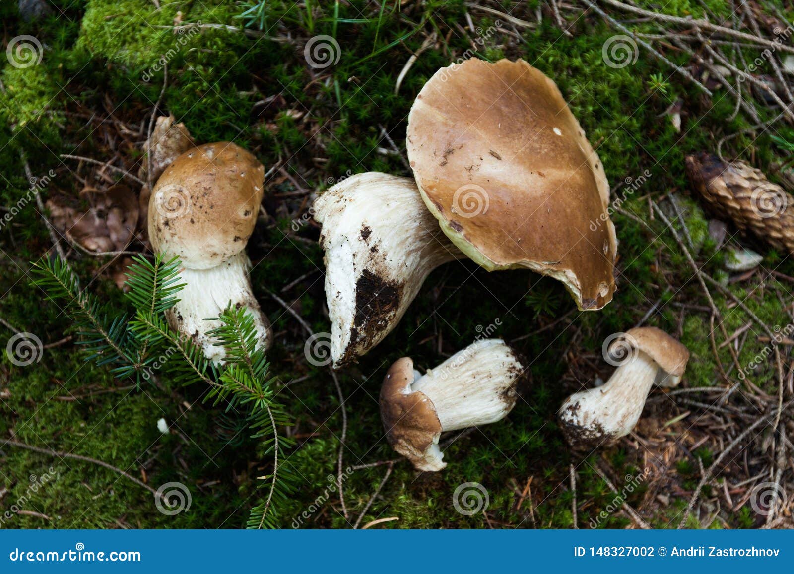 Waldherbst essbarer Herrenpilzpilz r