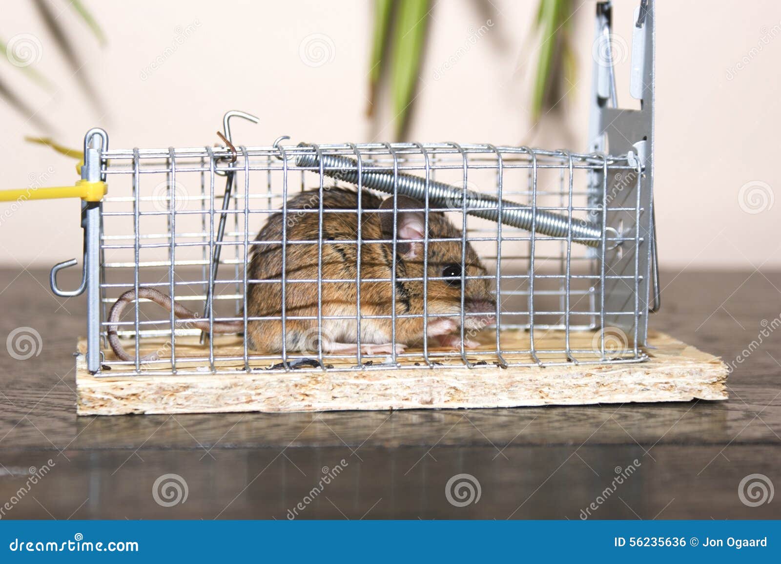 https://thumbs.dreamstime.com/z/waldmaus-wood-mouse-apodemus-sylvaticus-was-caught-live-trap-my-attic-bavaria-germany-was-released-unharmed-56235636.jpg