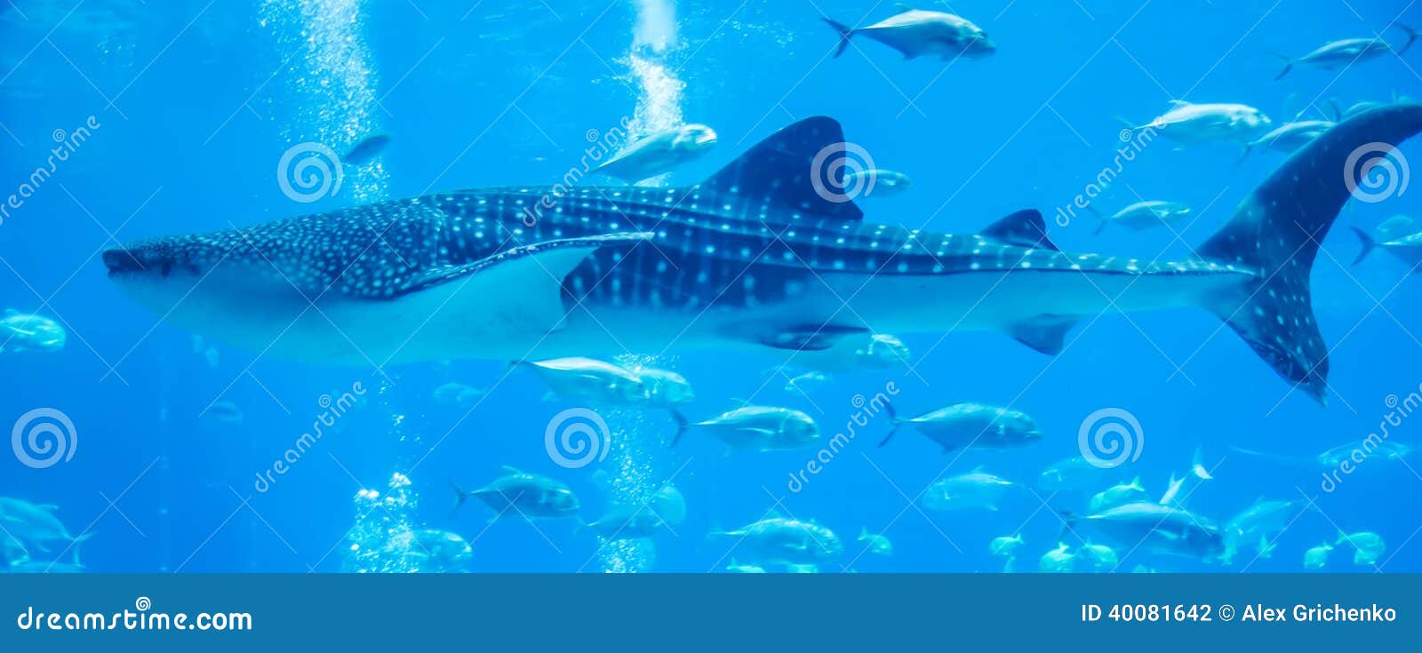 Walhaie, die im Aquarium schwimmen. Walhaie, die im Aquarium mit dem Leutebeobachten schwimmen