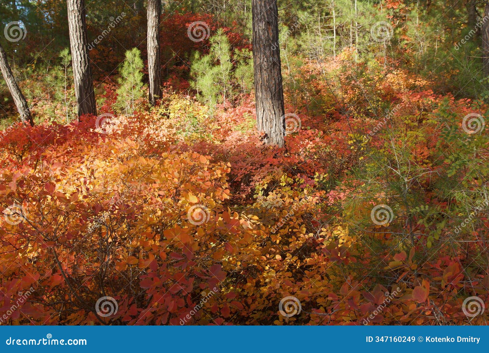 walk in the autumn forest. october weather.forest path in the october forest.