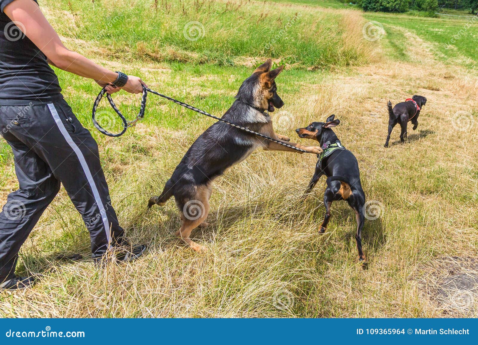 Walk the Dog Outside in a Group Stock Photo Image of leash, dogs
