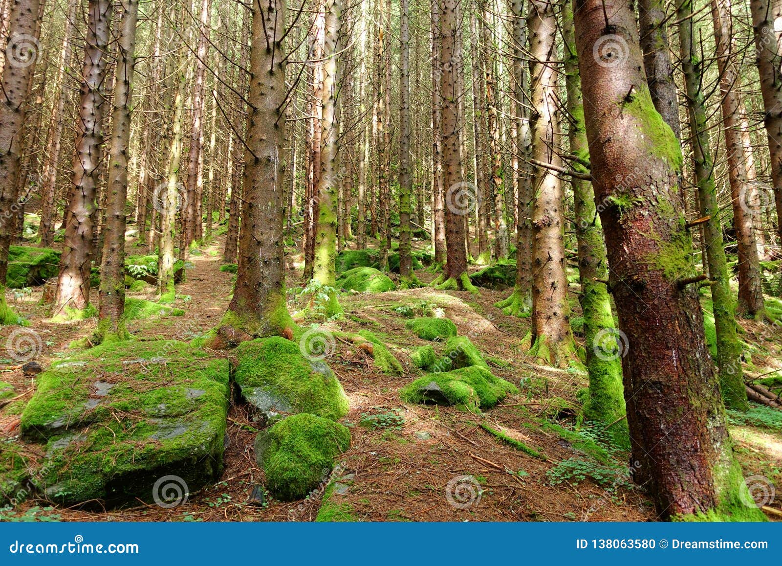 walk through the forest in lofthus, norway