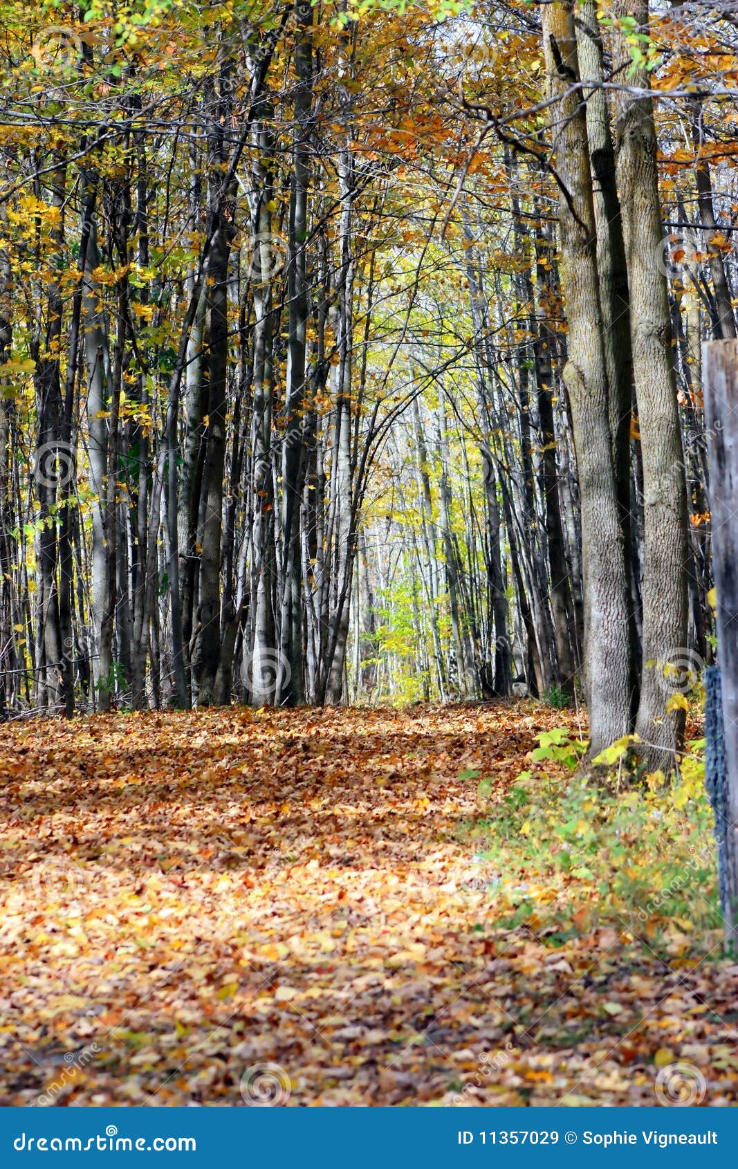 A walk in the woods stock image. Image of landscape, tree - 11357029