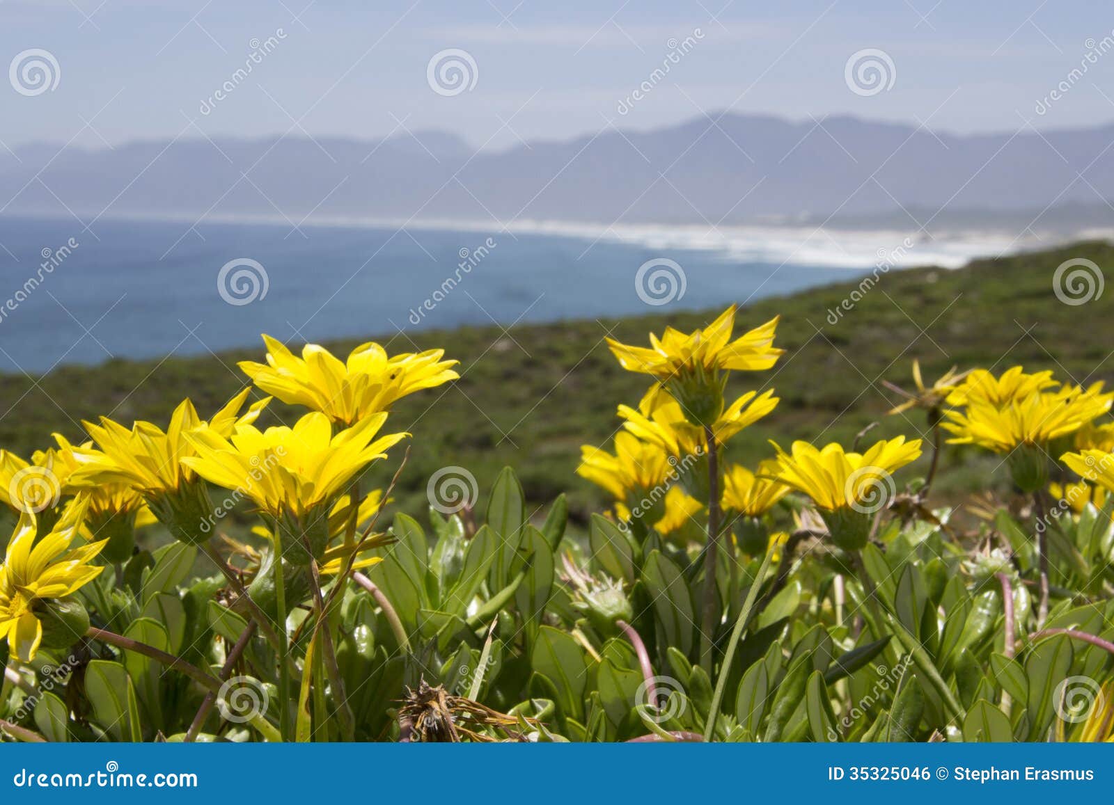 Walker Bay Nature Reserve. View of Die Plaat, in Walker Bay, with flowers at front