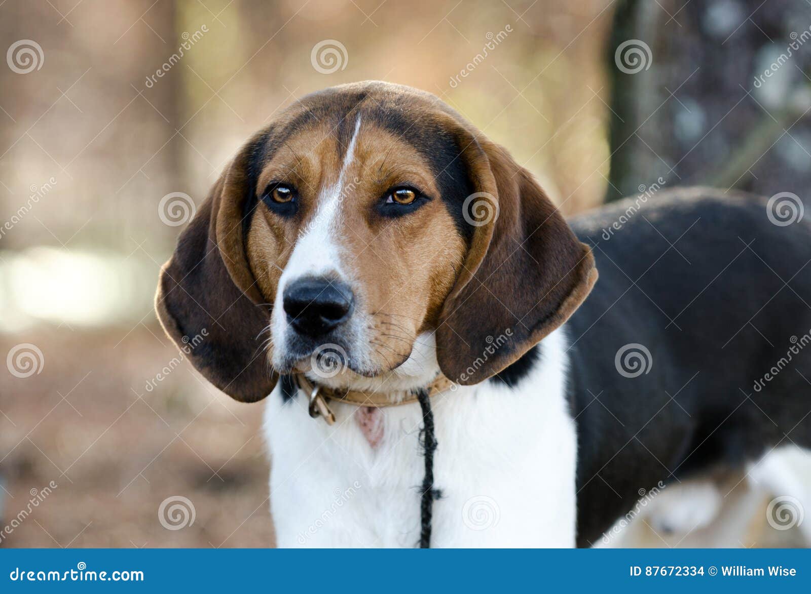 Walker Coonhound Dog Stock Photo Image Of Adoption Treeing