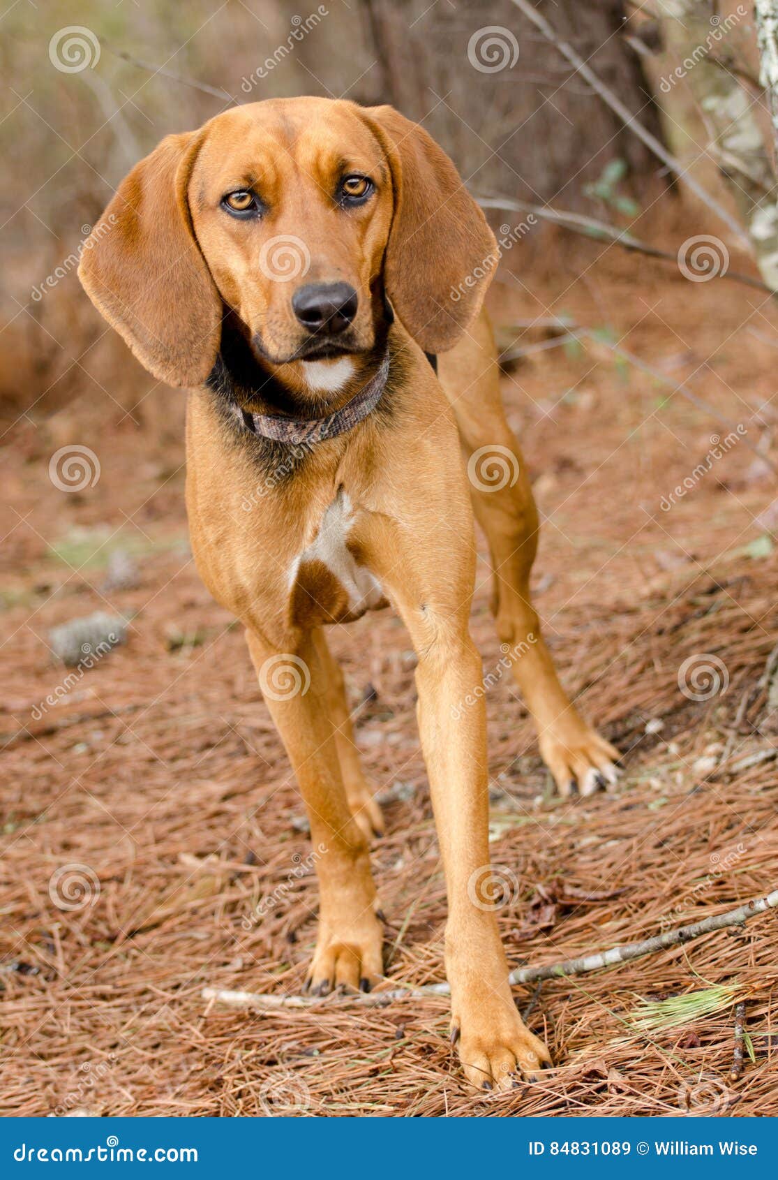 greek harehound is a mixed breed