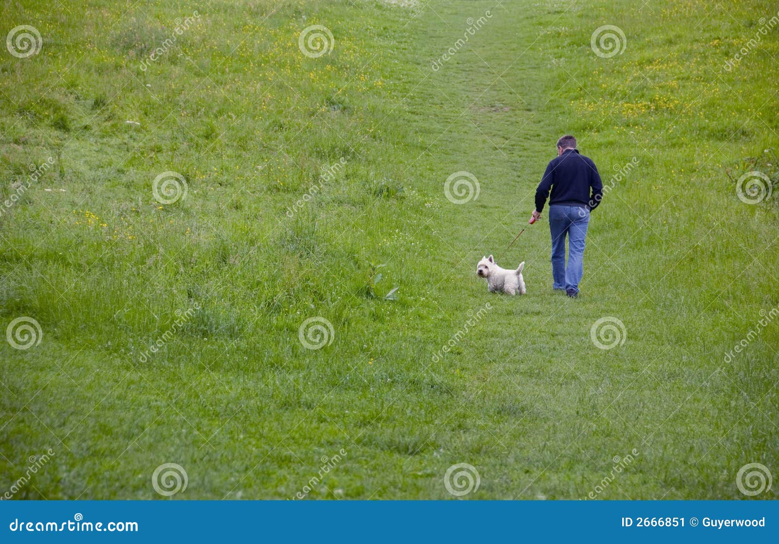 Walkies. Copyspace πράσινο λευκό περπατήματος σκωτσέζικο τεριέ ατόμων τζιν πεδίων σκυλιών τζιν