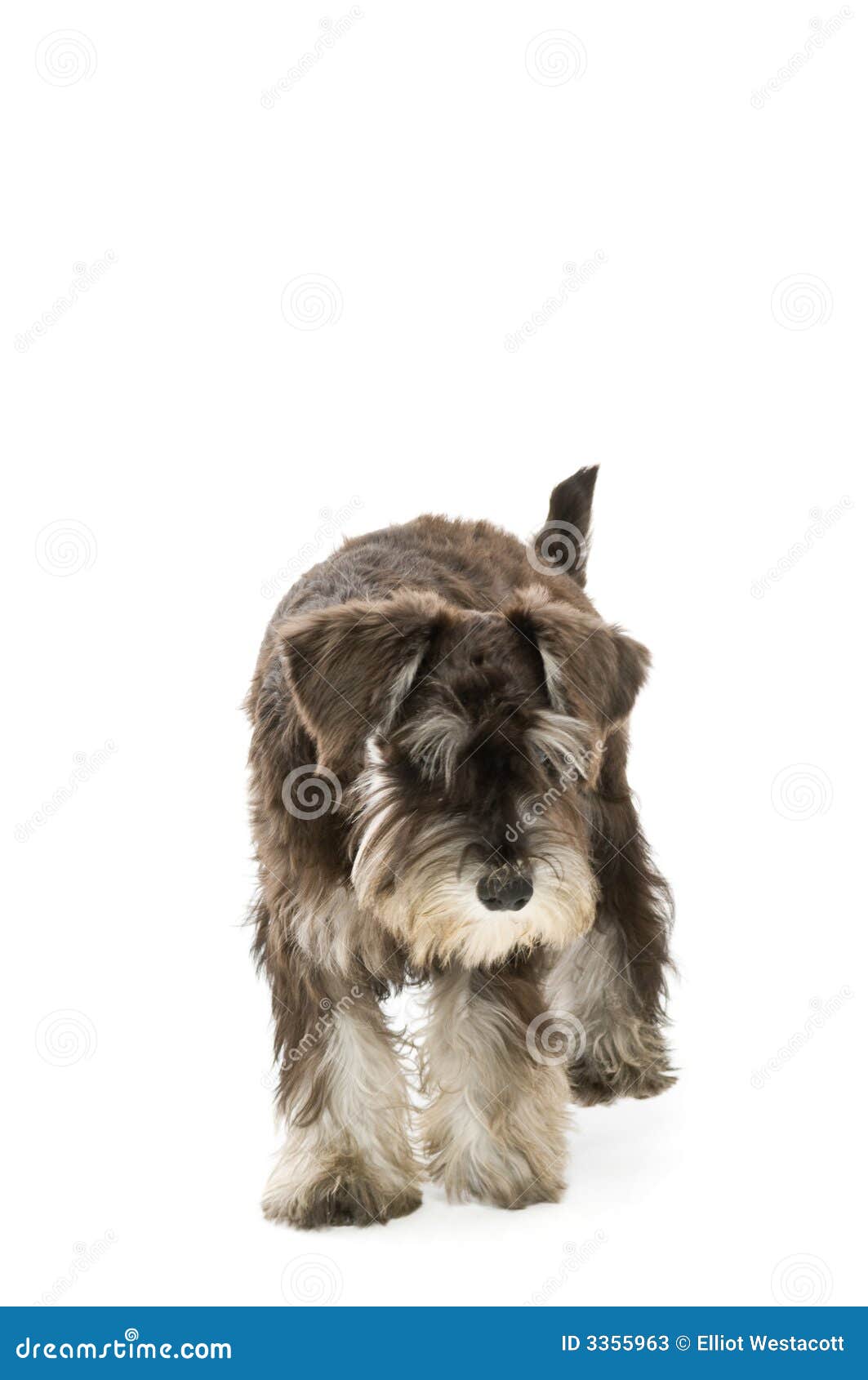 Walking stock image. Image of animal, schnauzer, miniature 3355963