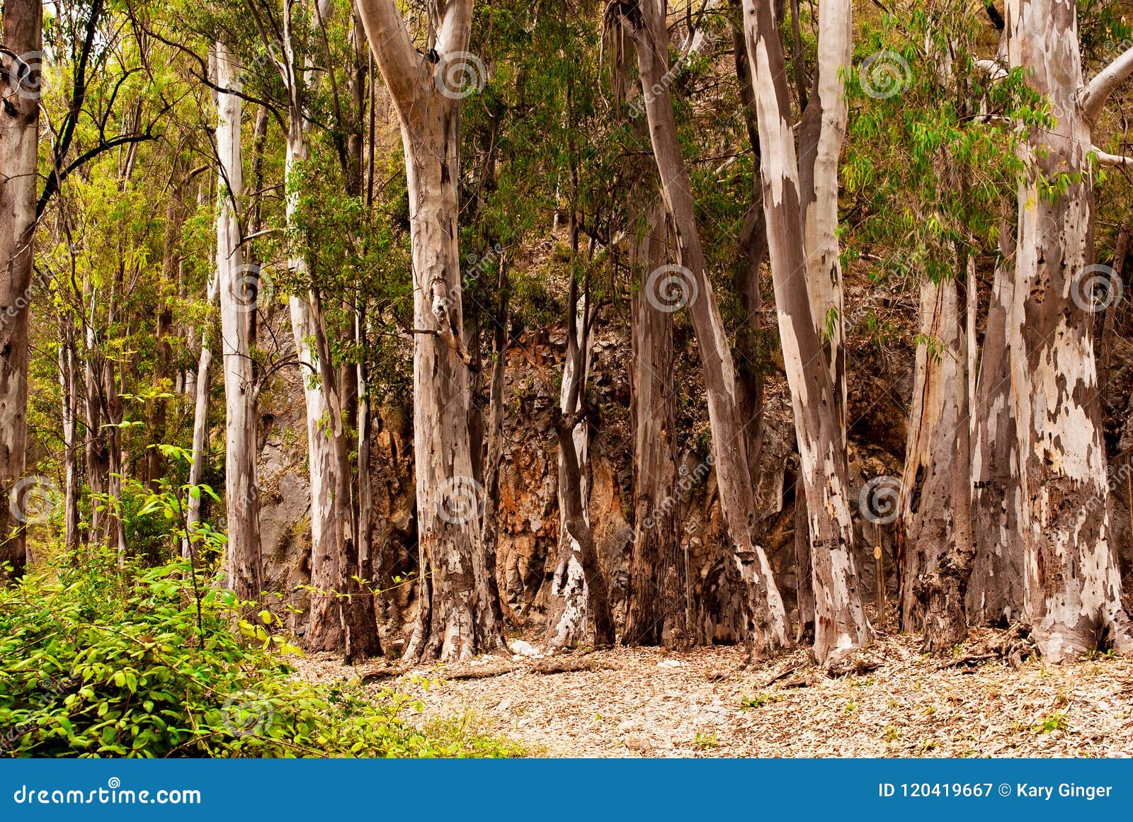 forest in nerja, a large forest along the rio chillar malaga, spain