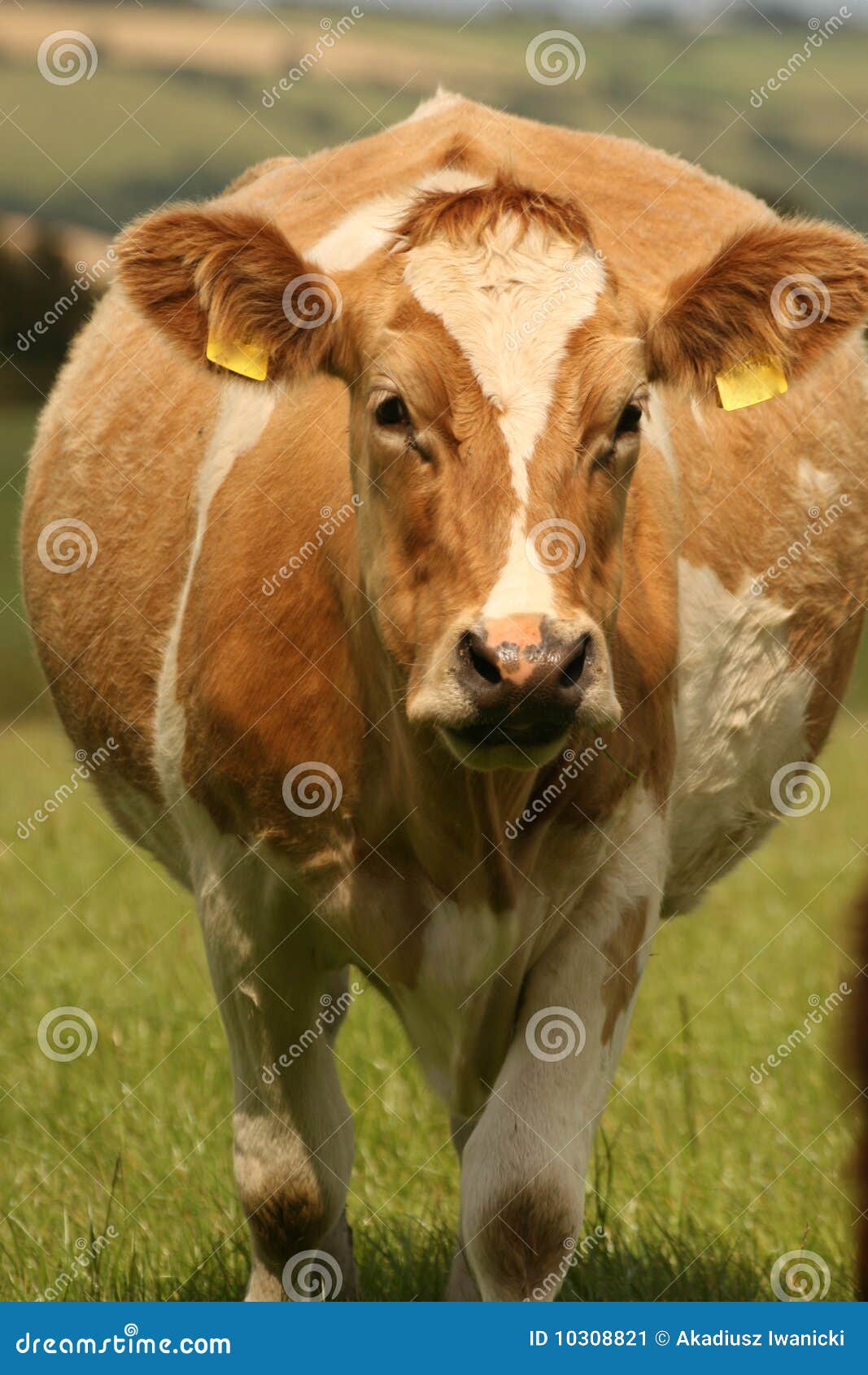 Walking big cow stock image. Image of green, meadow, grass  10308821