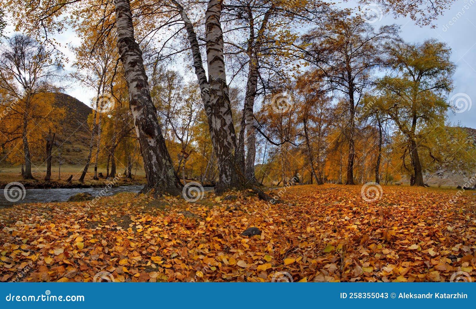 walking through the birch autumn