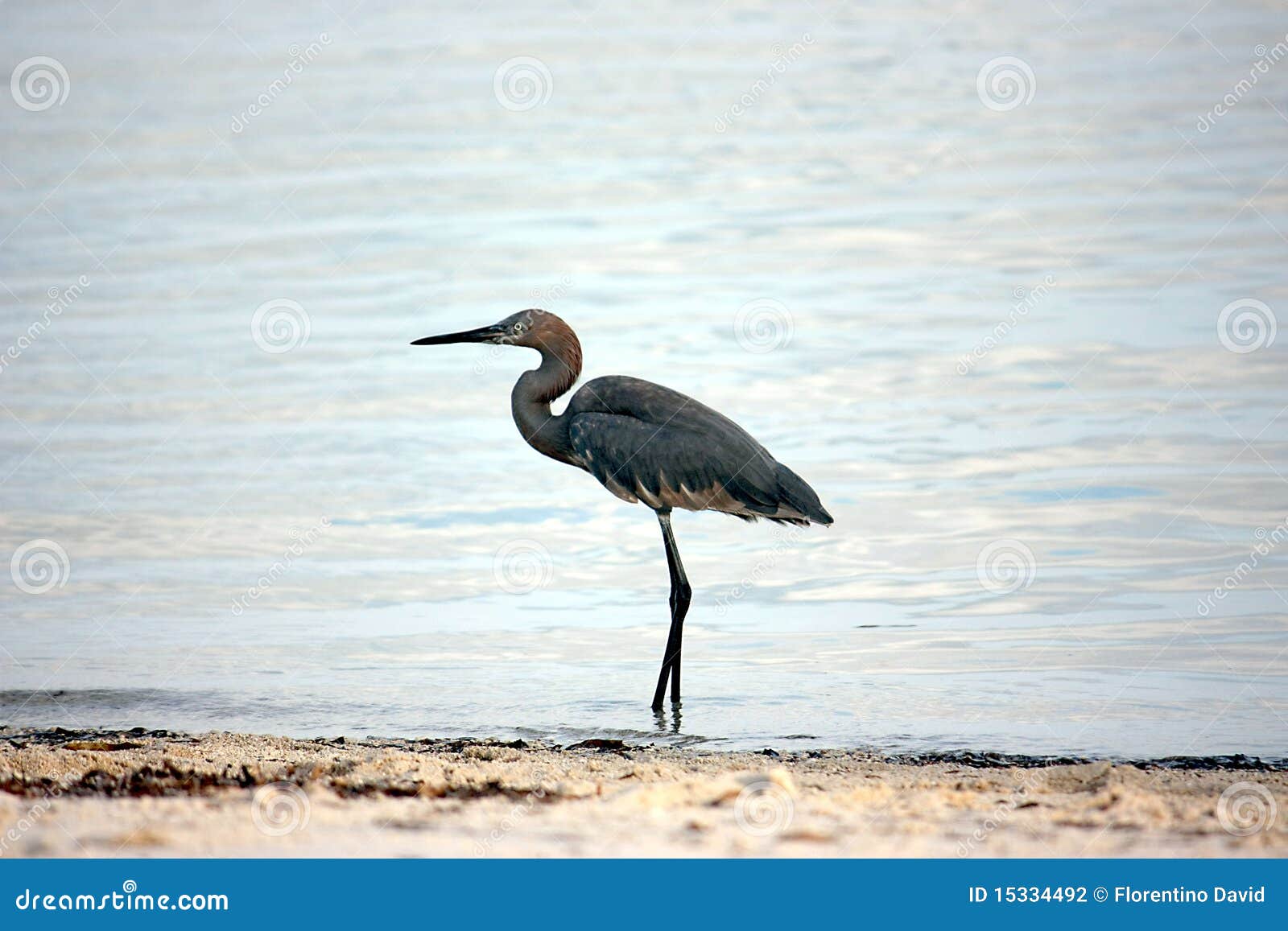 Walking blue heron stock photo. Image of wildlife, tropical - 15334492