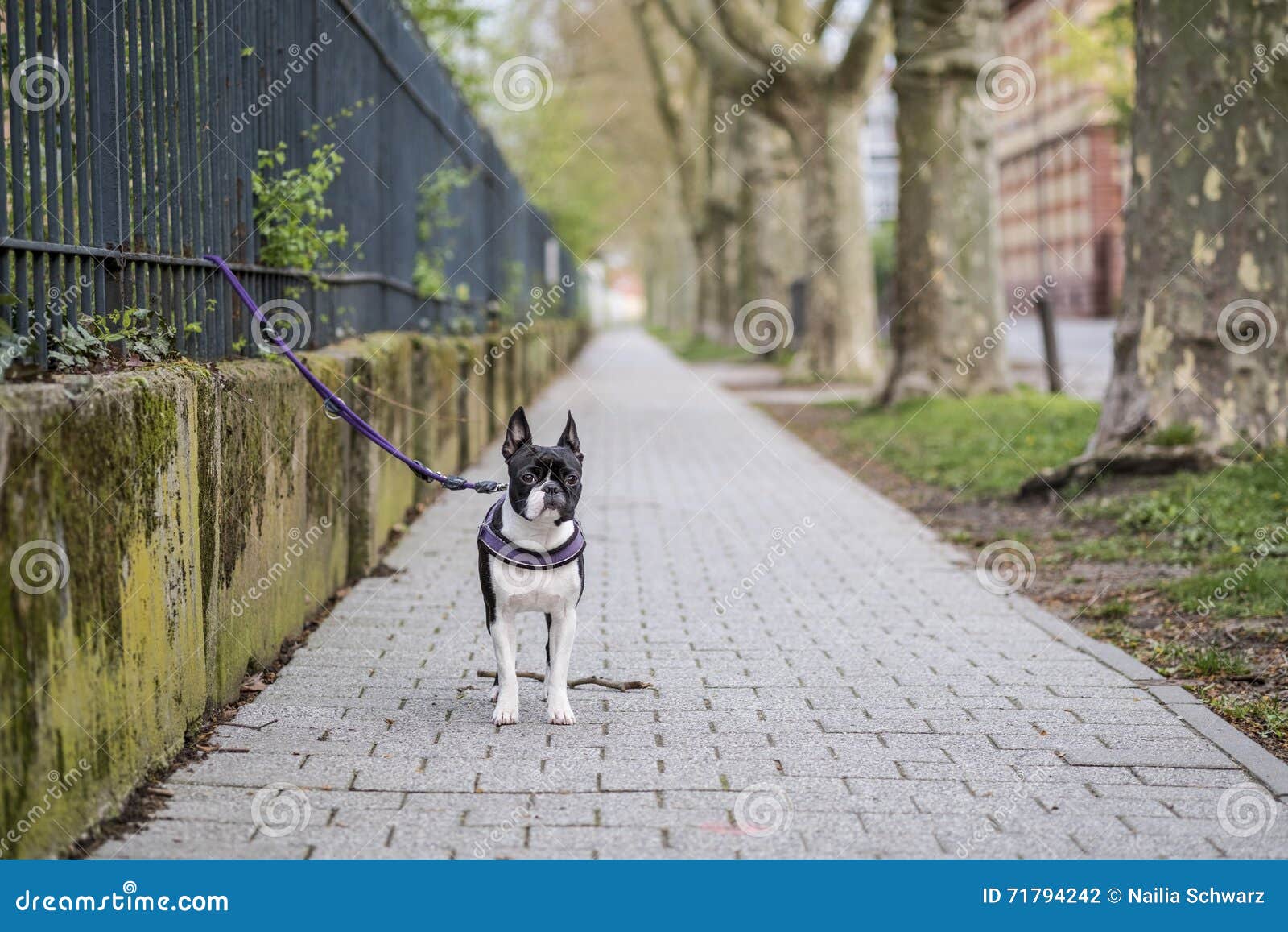 Walking with a Boston Terrier Stock Photo Image of alone, purebred