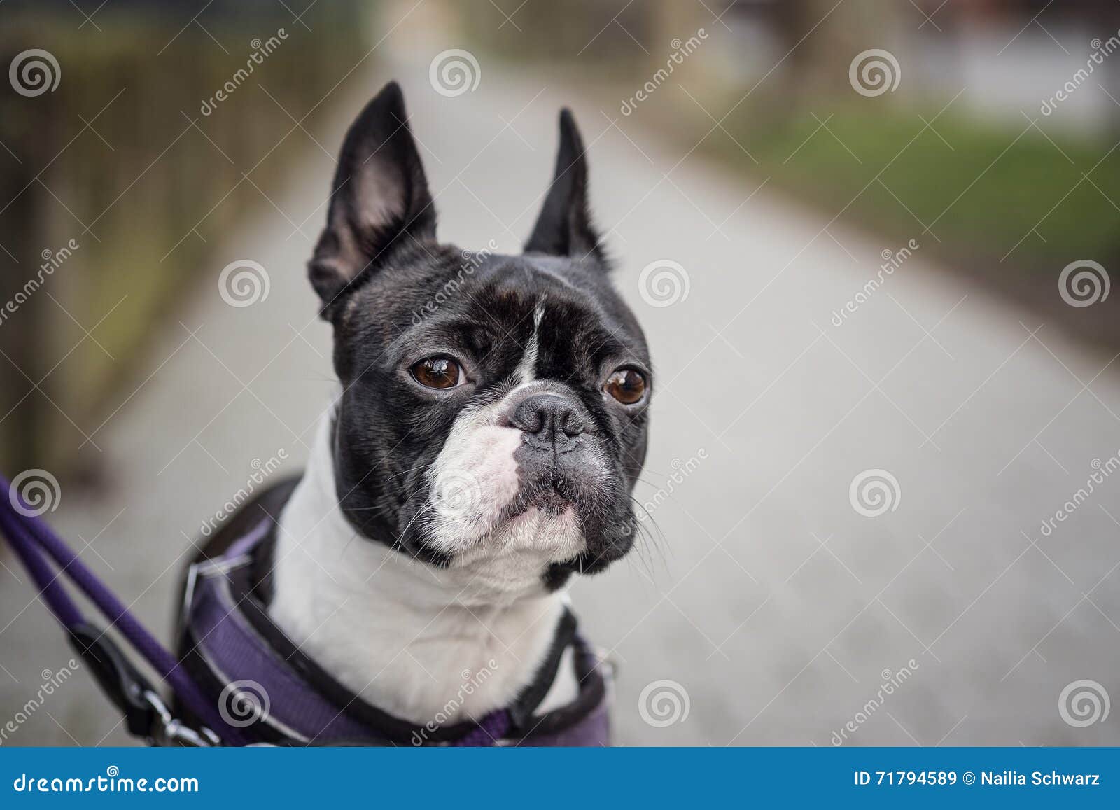 Walking with a Boston Terrier Stock Image Image of outdoor, purebred