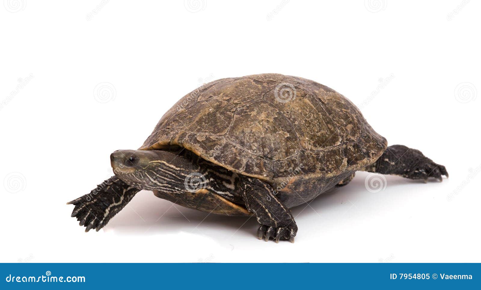 Walking caspian turtle stock image. Image of aquatic, background - 7954805