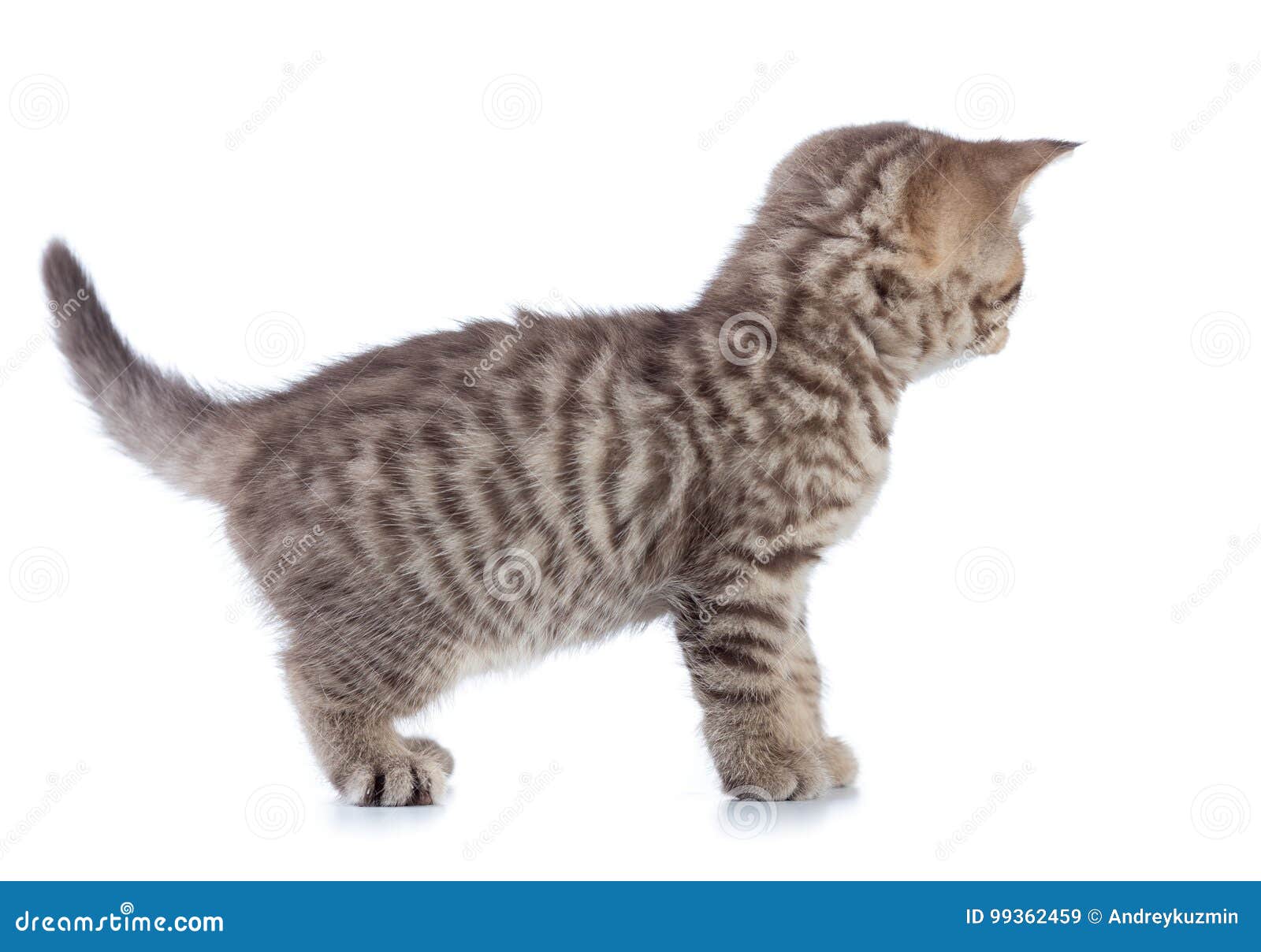 Walking Cat Back Side View Isolated Stock Image Image of small