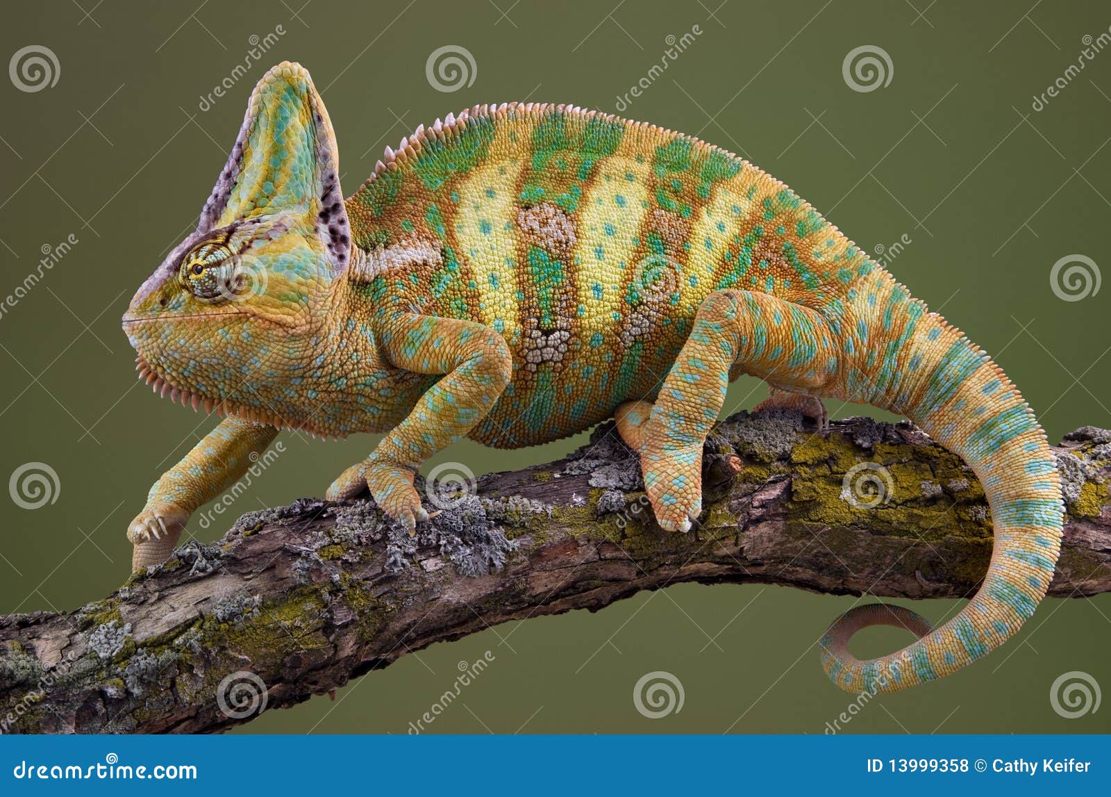 Walking Chameleon stock photo. Image of chameleon, veiled ...