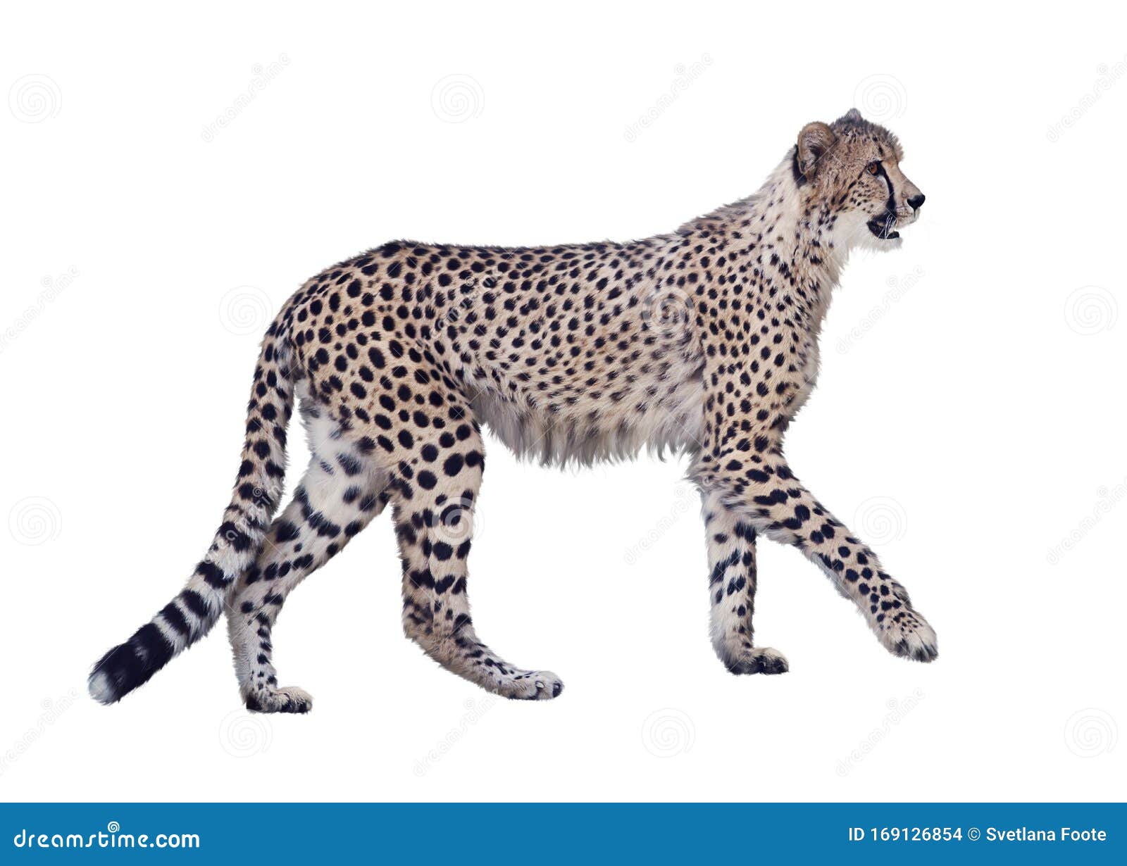 Walking Cheetah Isolated on White Stock Photo - Image of animal, fast ...