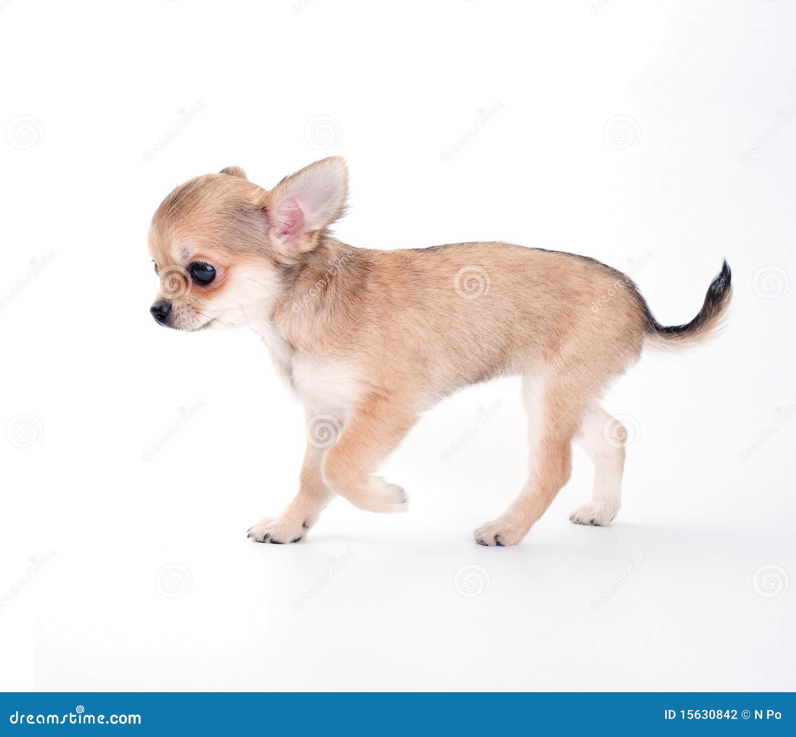 Walking Chihuahua Puppy Stock Photography Image 15630842