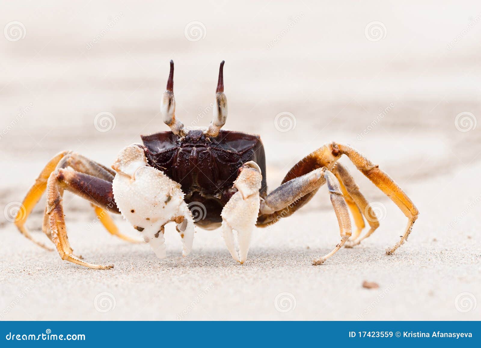 Walking crab stock image. Image of thailand, water, brown 17423559