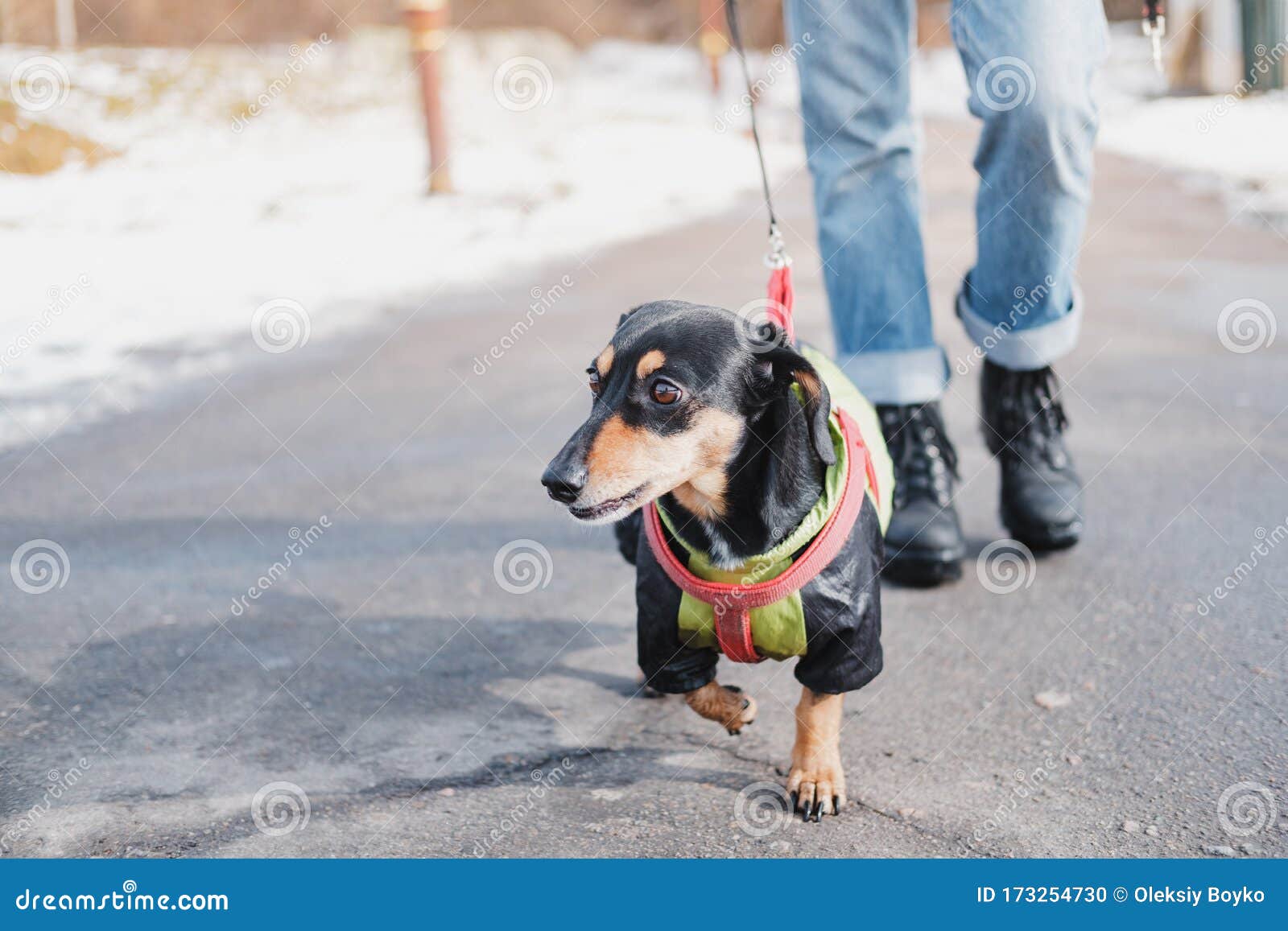 Walking A Dachshund Dog On The Leash. Stock Photo Image