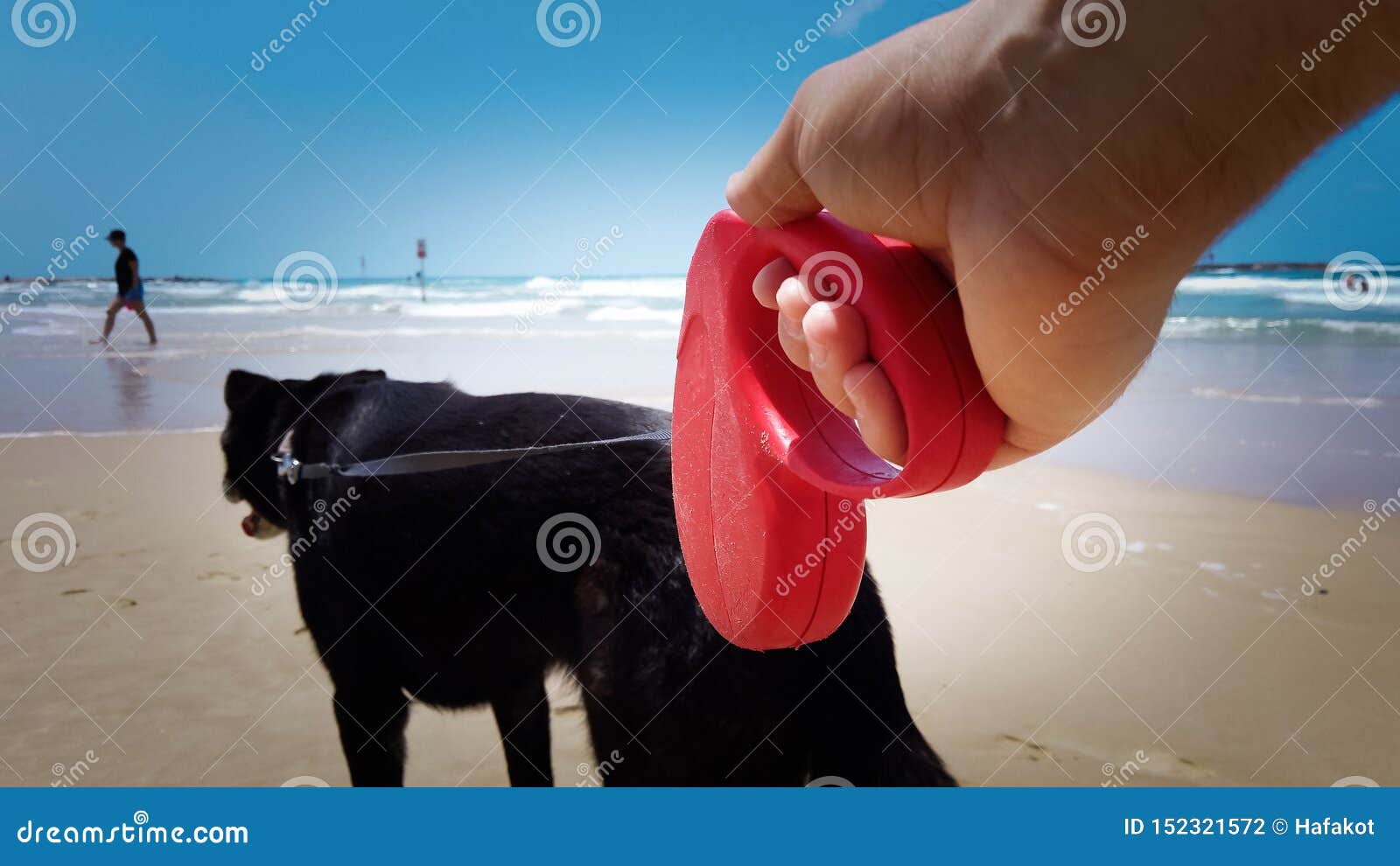 Walking a Dog on the Beach with Retractable Leash Stock Photo Image