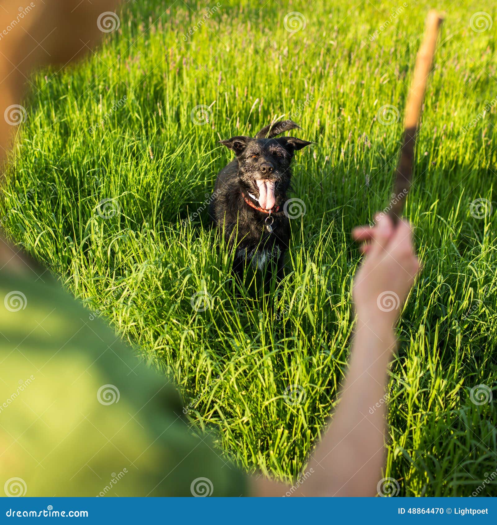 Walking the Dog Throwing the Stick To Fetch Stock Photo Image of freedom, forest 48864470