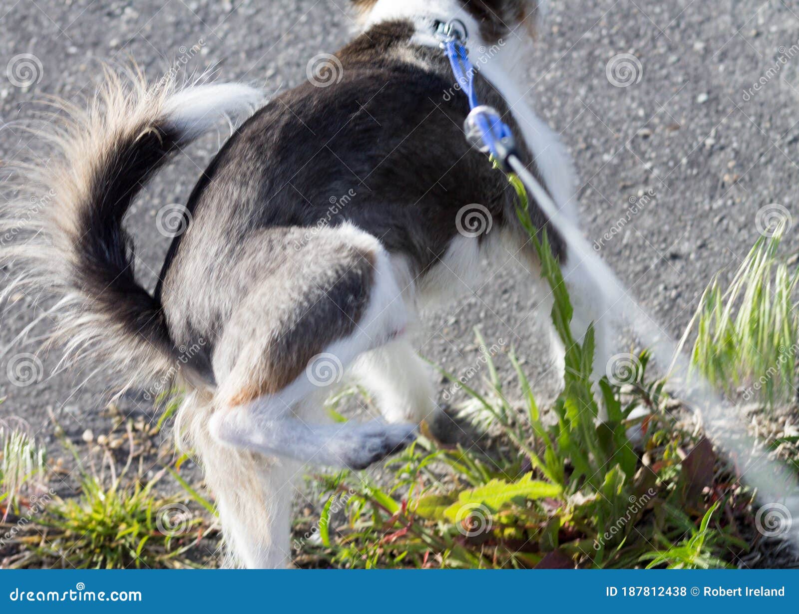 Walking the dog stock photo. Image of grass, animal 187812438