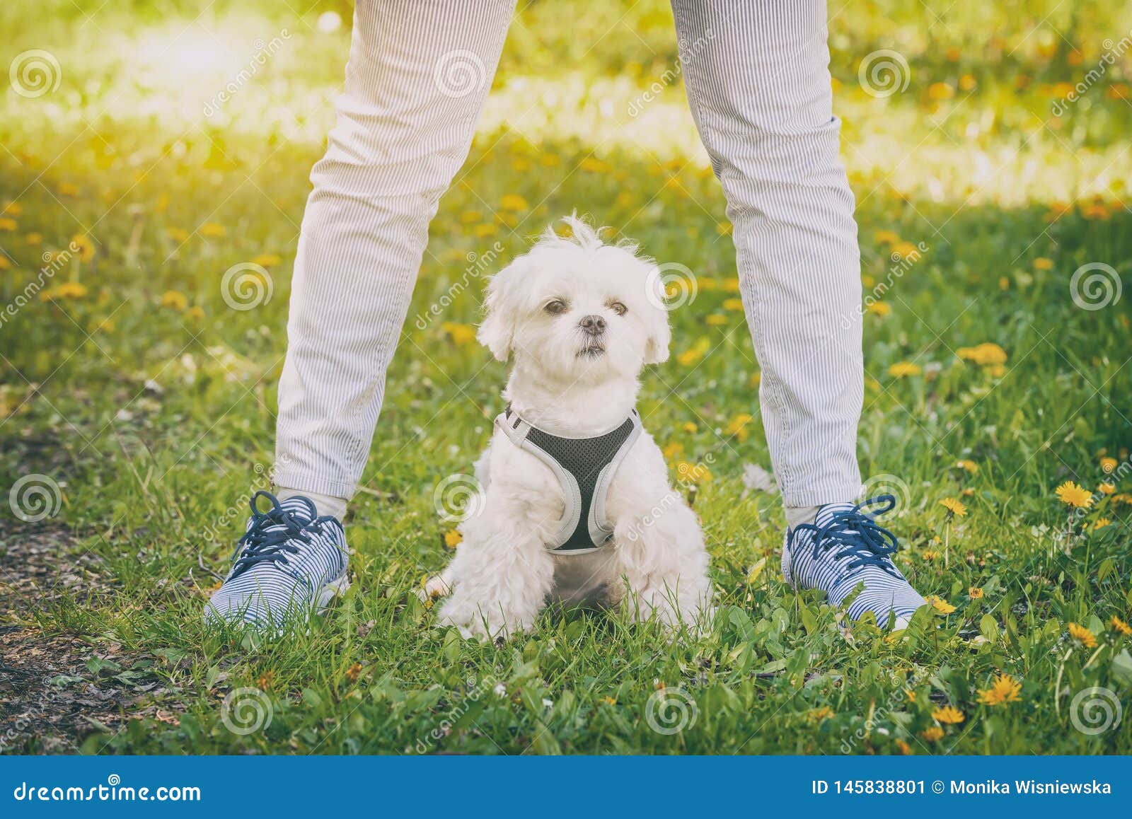 Walking with dog stock image. Image of maltese, outside 145838801