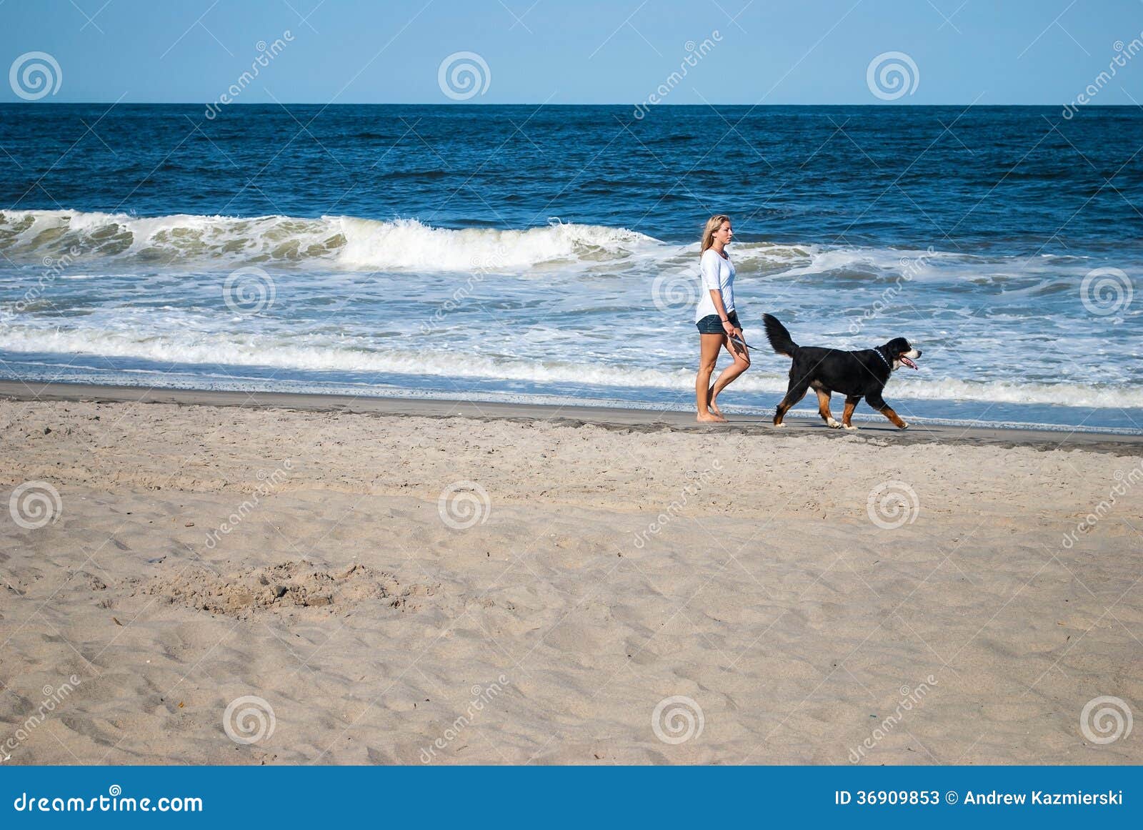 Football Dog Jersey Stock Photos - Free & Royalty-Free Stock Photos from  Dreamstime