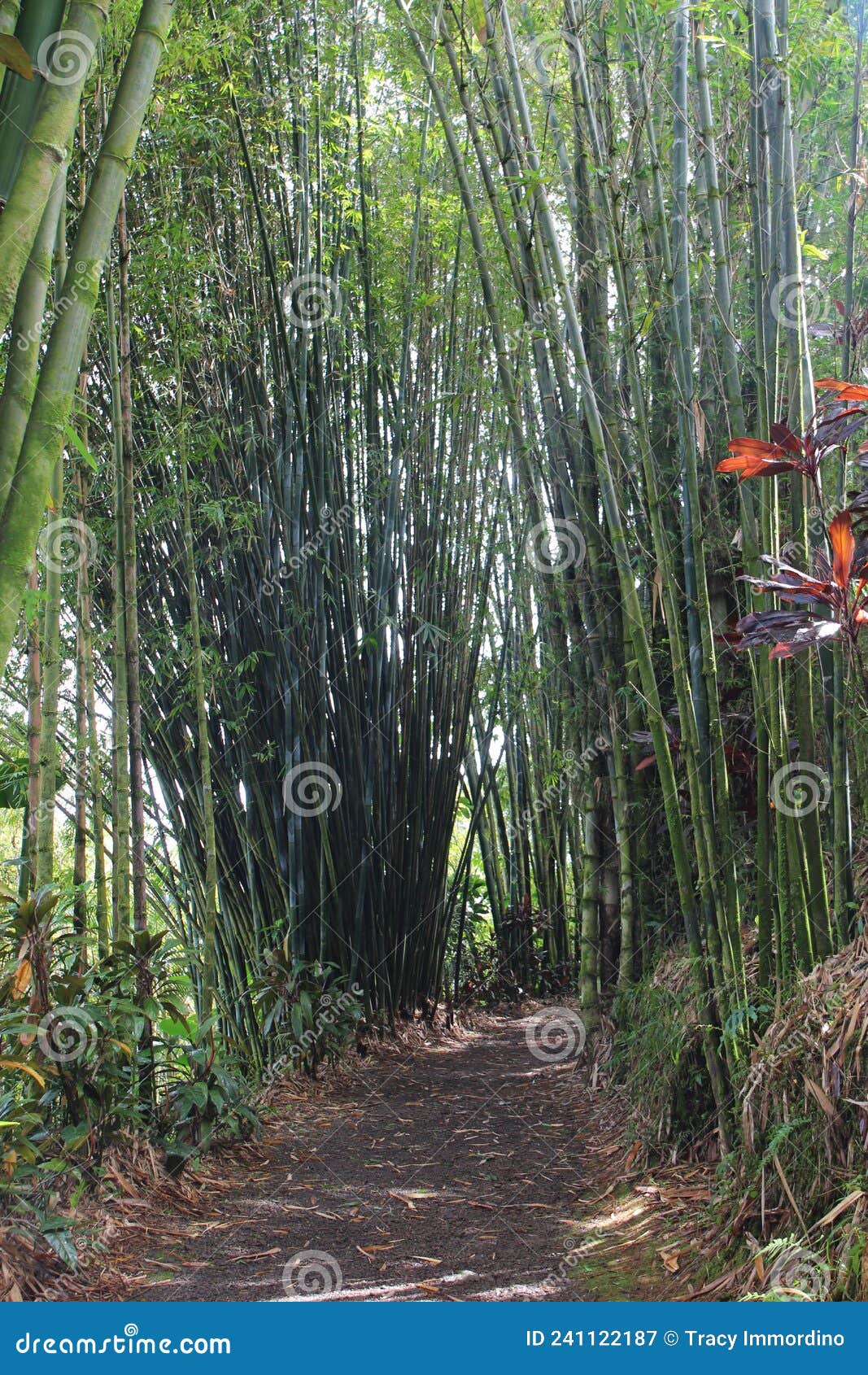 Walking Down a Path through a Bamboo Forest in Haiku, Maui, Hawaii