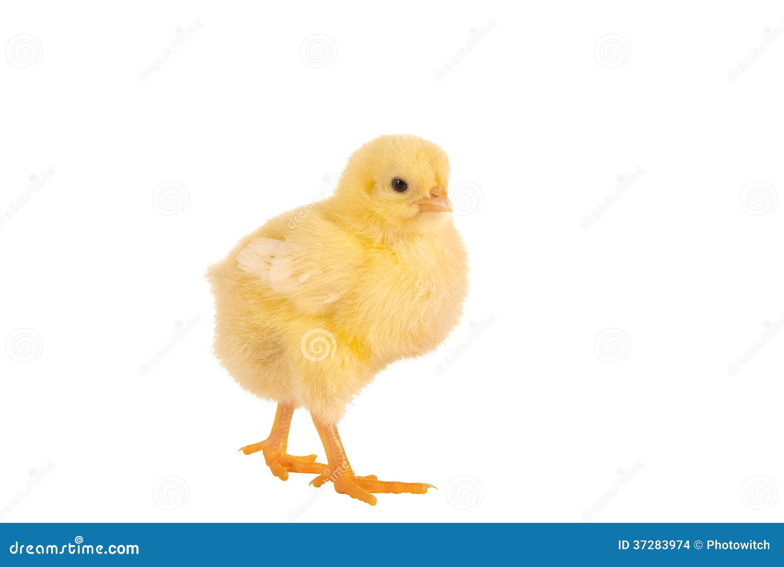 walking easter chick