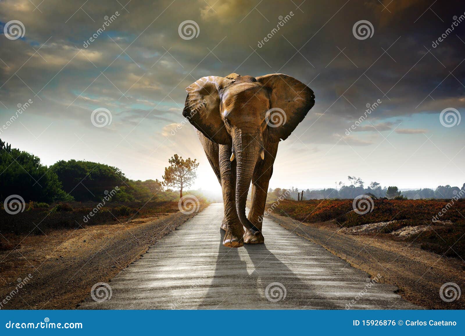 walking elephant