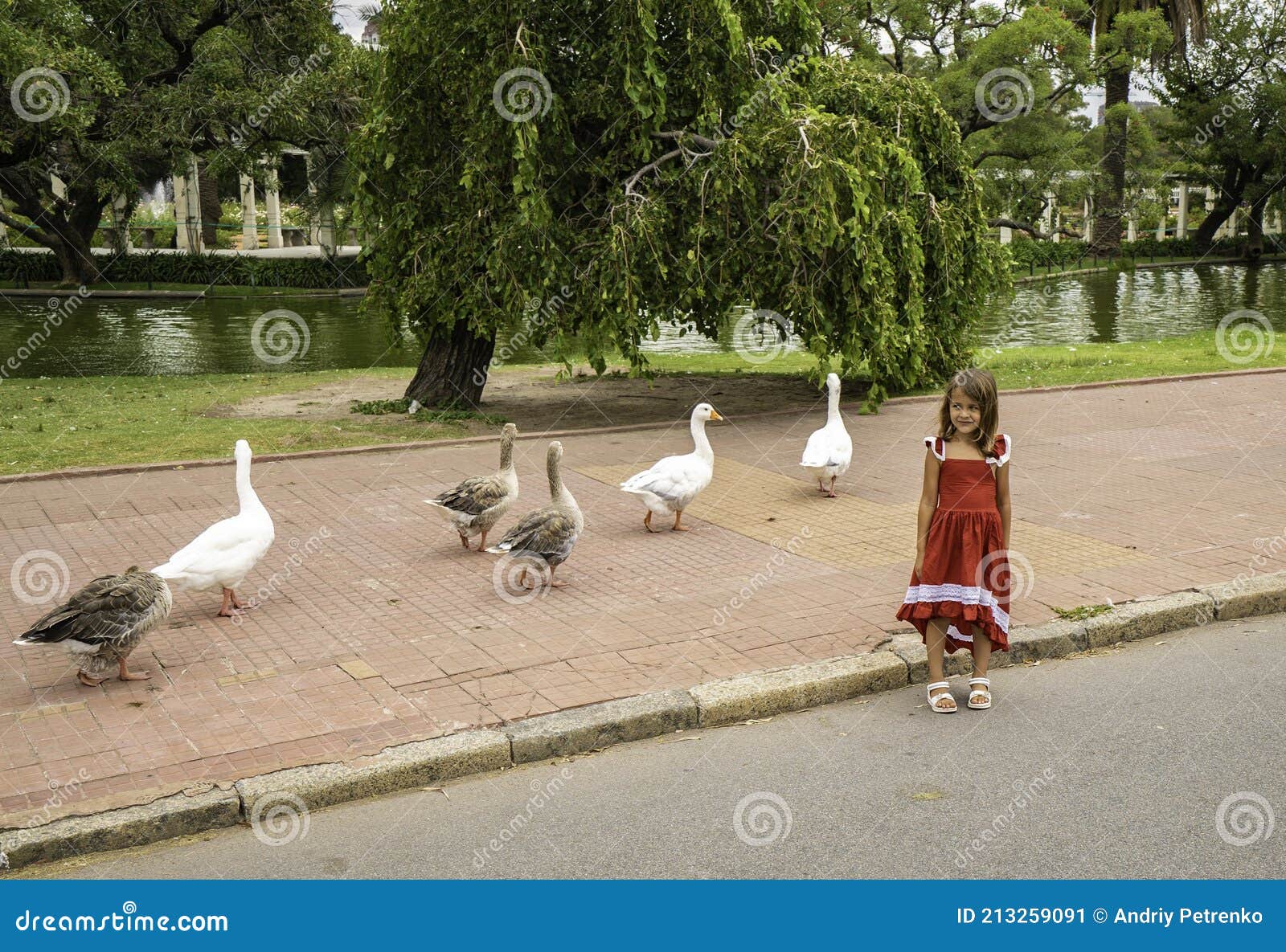 walking geese in rosedal park in buenos aires