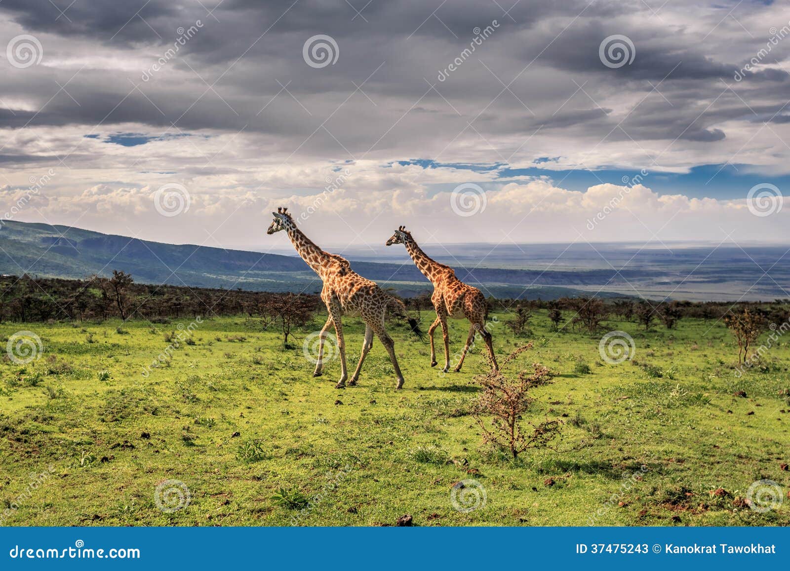 Walking giraffes stock image. Image of masai, national - 37475243