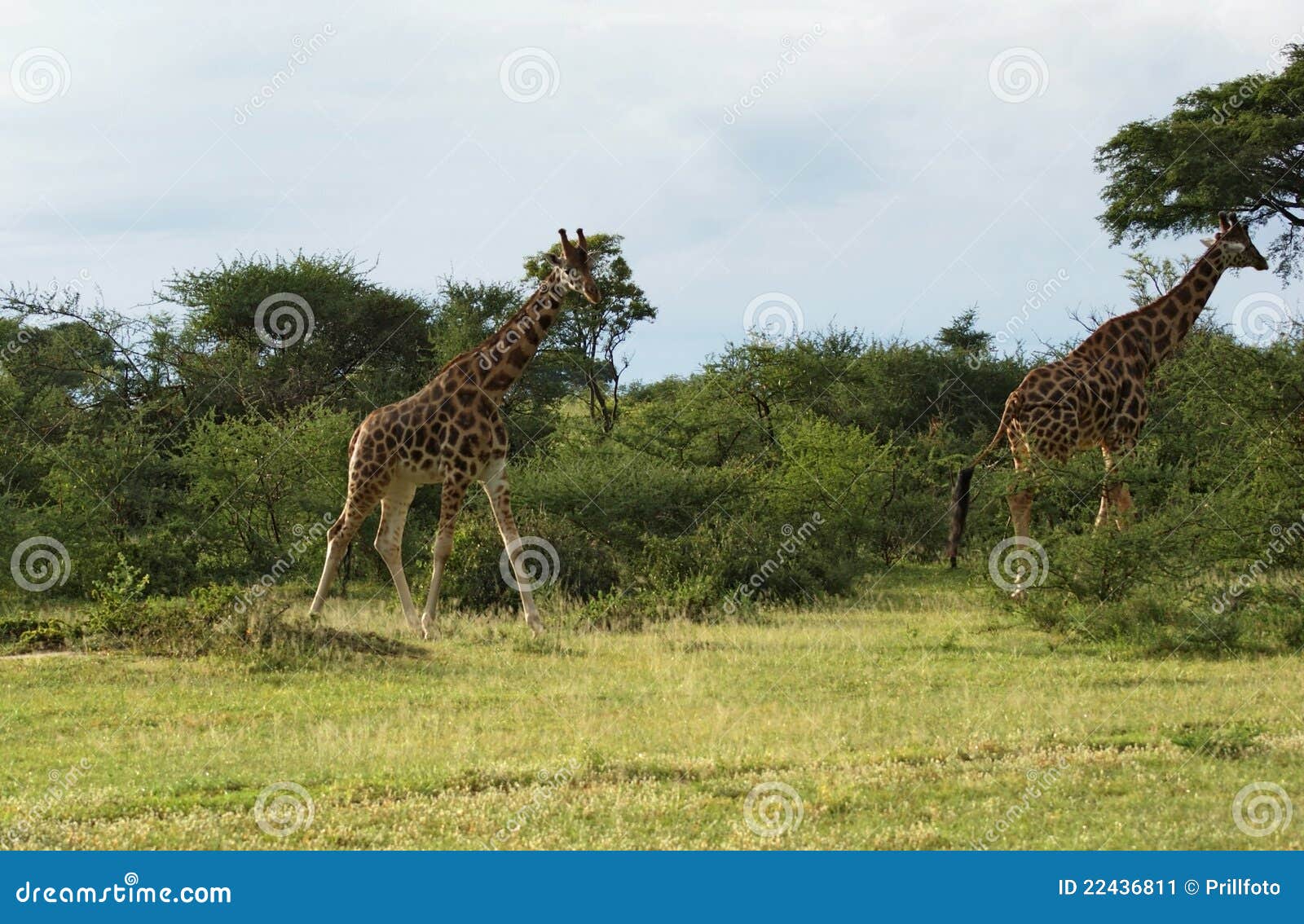 Walking Giraffes in Africa stock image. Image of natural - 22436811