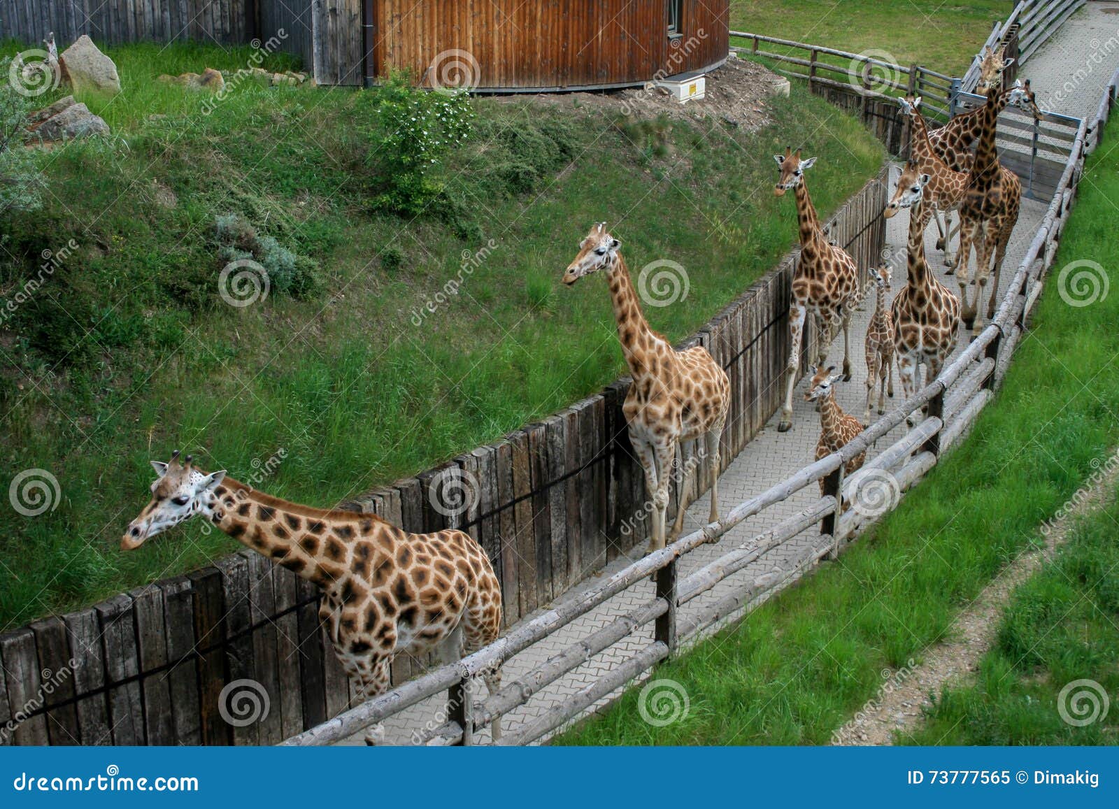 Walking giraffes herd stock image. Image of baby, park - 73777565