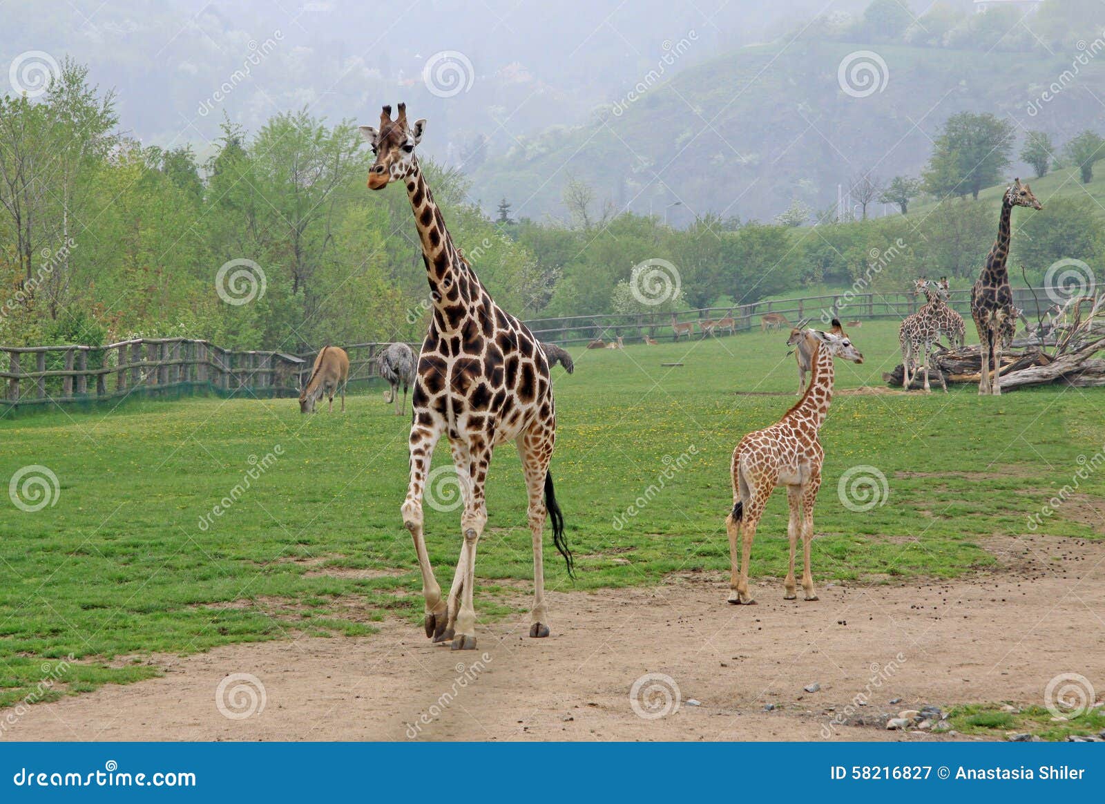 Walking giraffes in a Zoo stock image. Image of high - 58216827