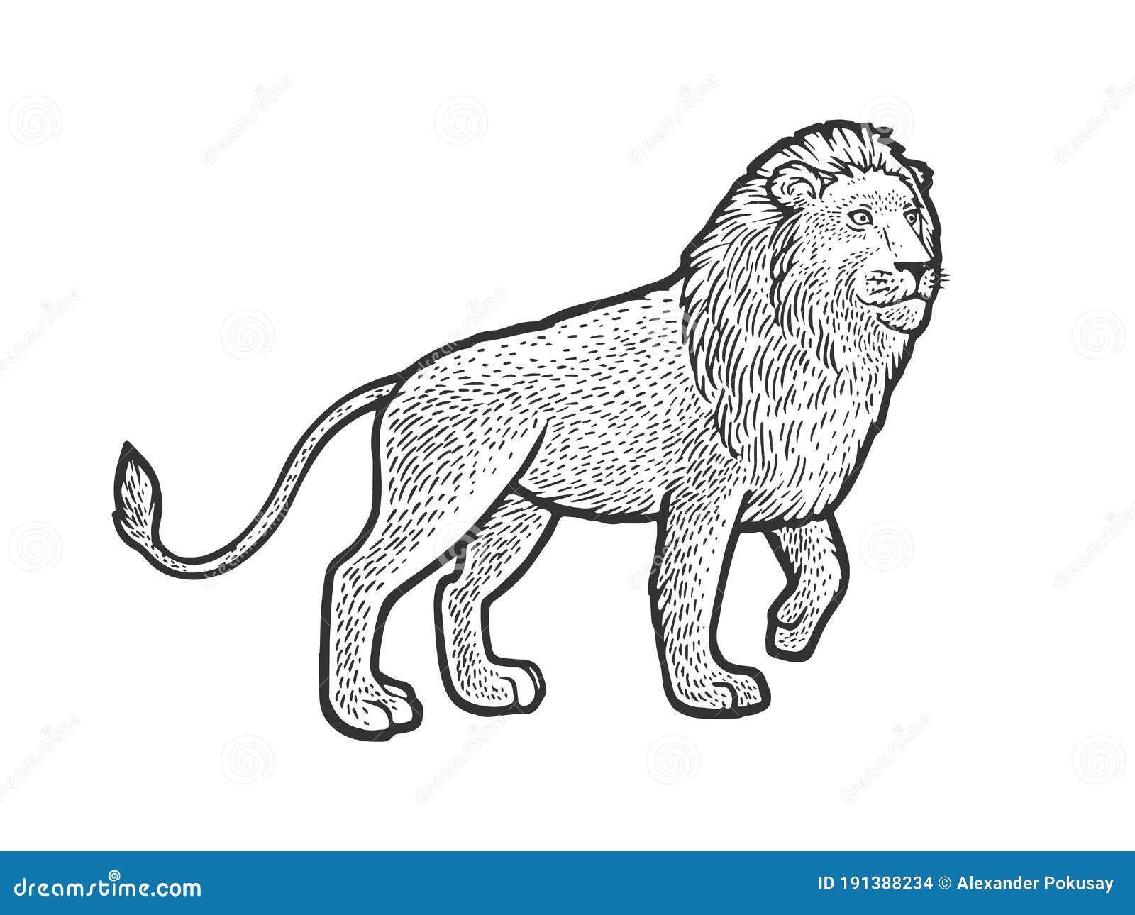 Walking Lion Sketch Vector Illustration Stock Vector - Illustration of ...