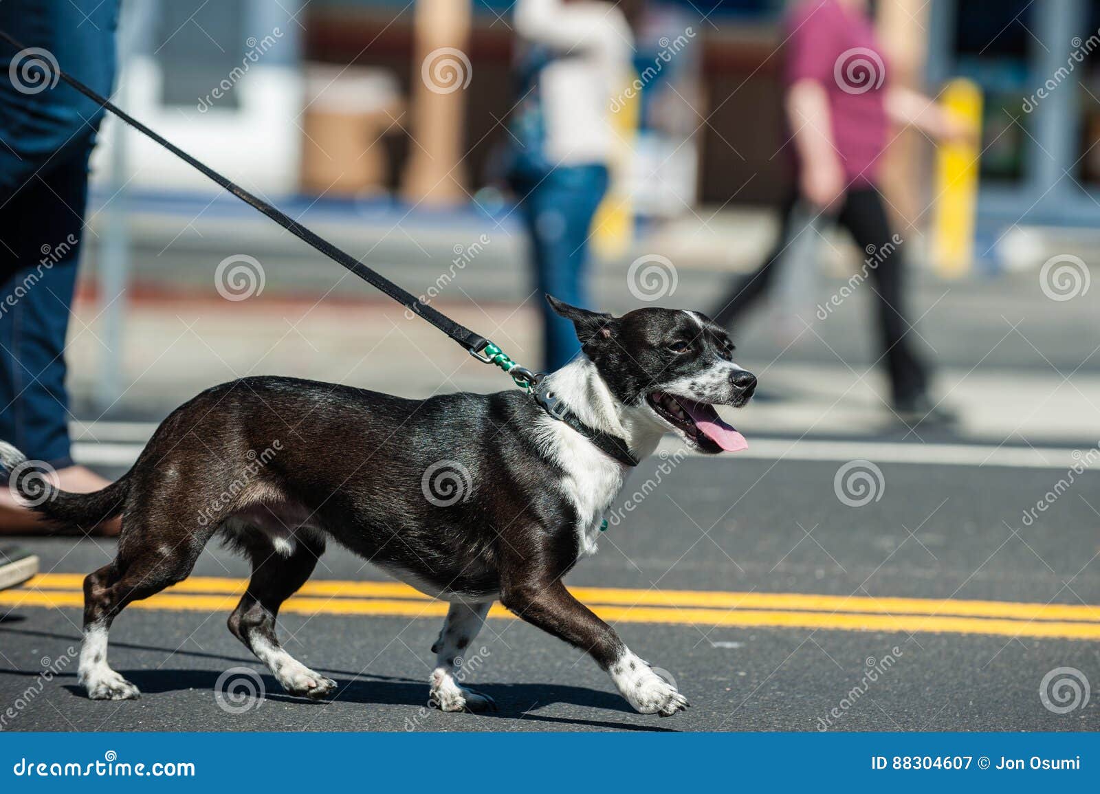 Walking low to the ground. stock image. Image of russel 88304607
