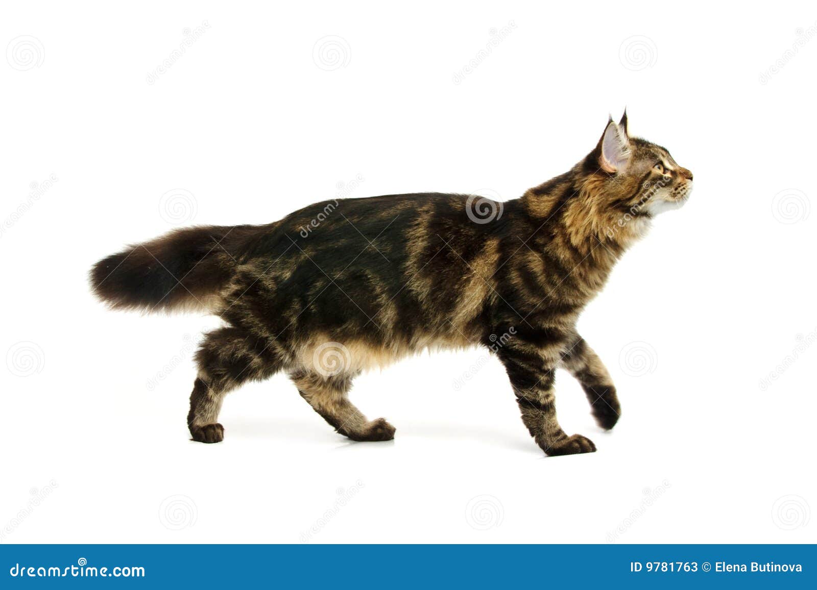 792 Walking Maine Coon Cat Stock Photos Free & RoyaltyFree Stock