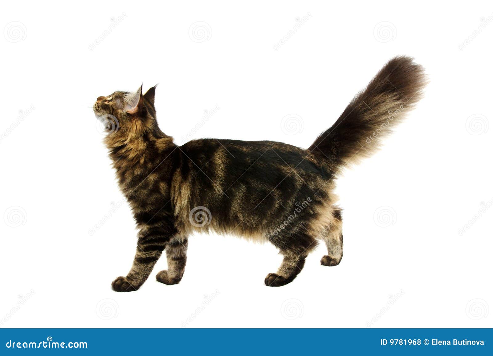 Walking maine coon cat stock photo. Image of white, young 9781968