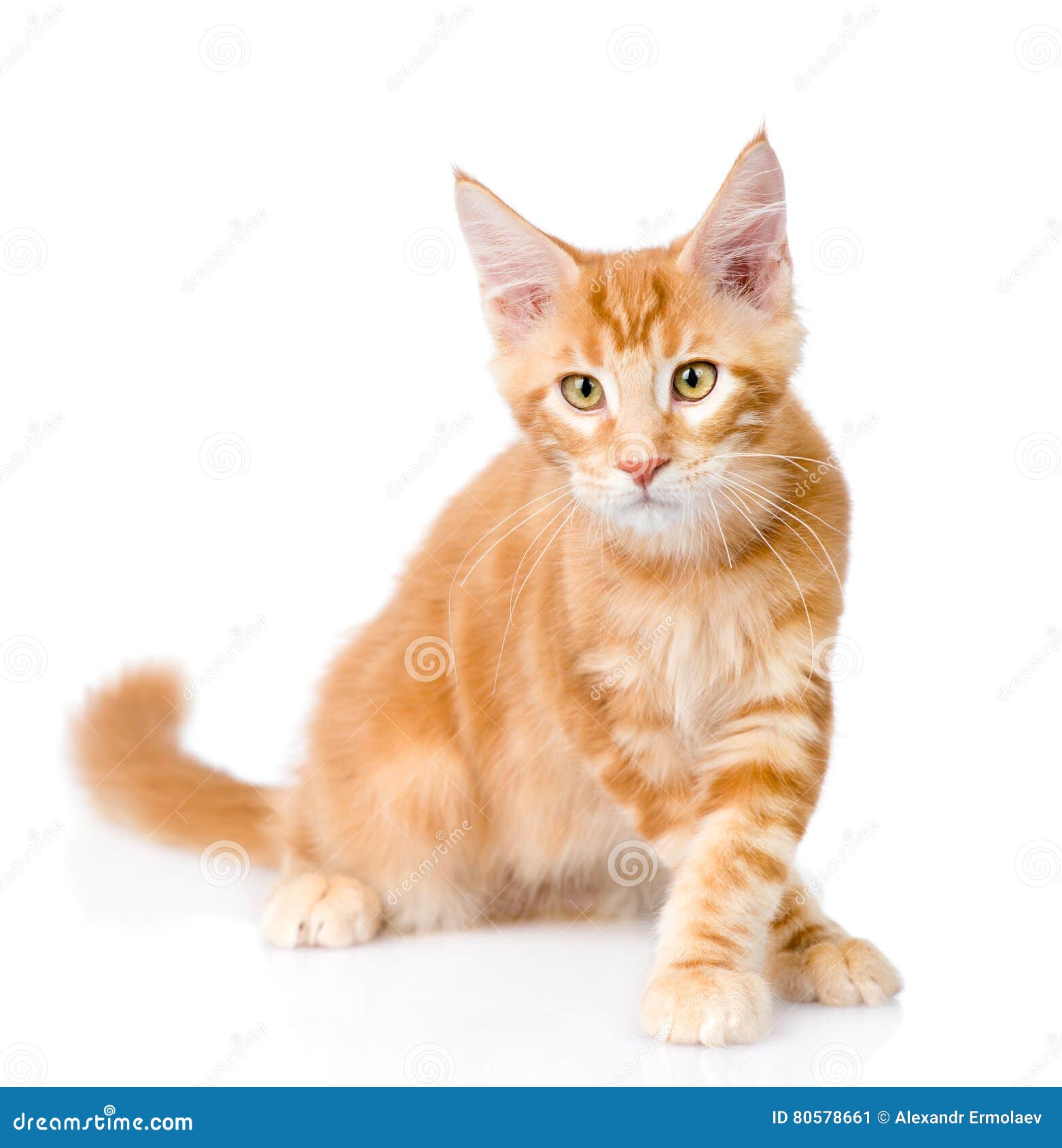 Walking Maine Coon Cat Stock Photos Download 381 Royalty Free Photos