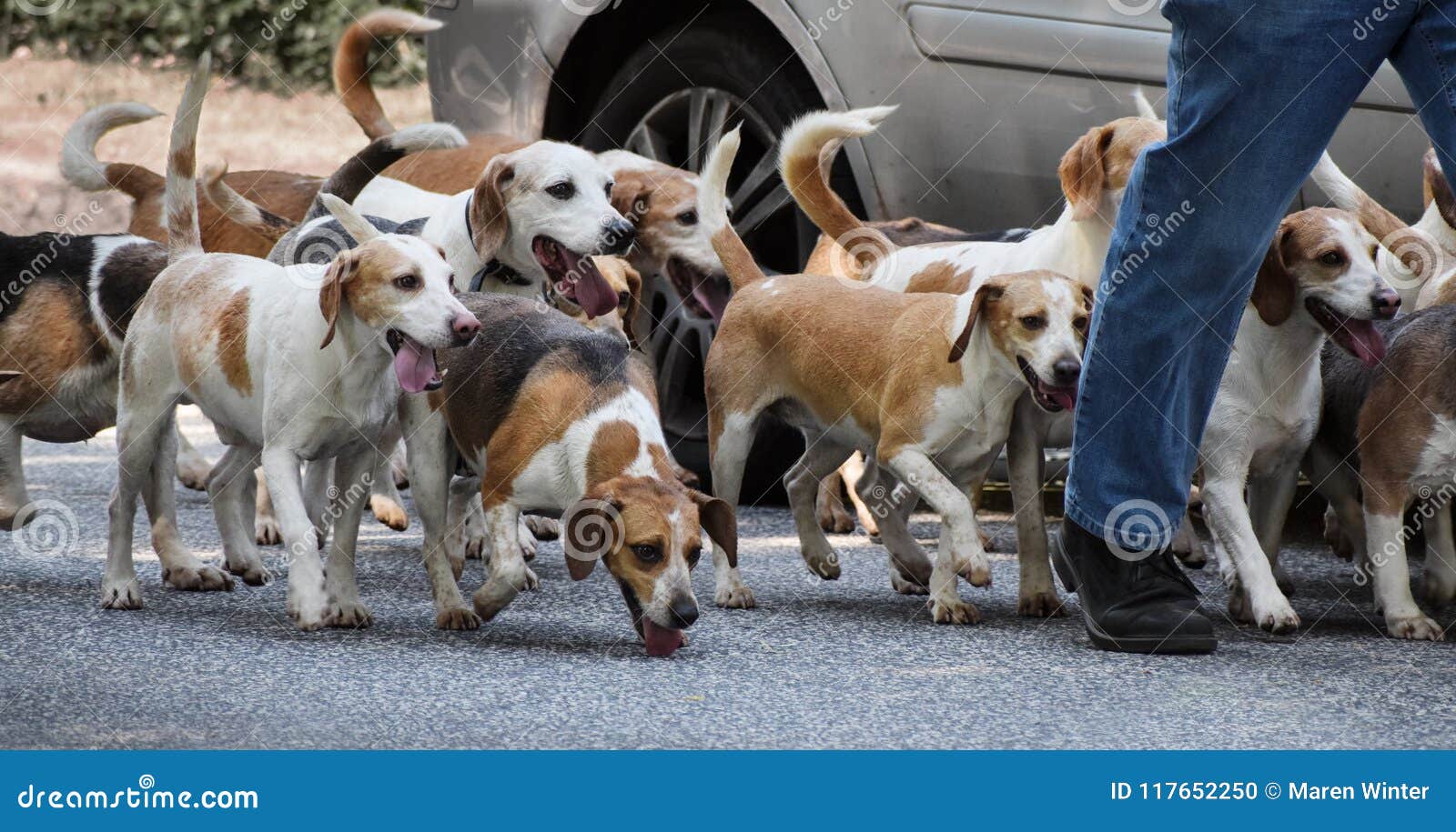 Walking with a Pack of Beagle Dogs, Panoramic Format Stock Photo