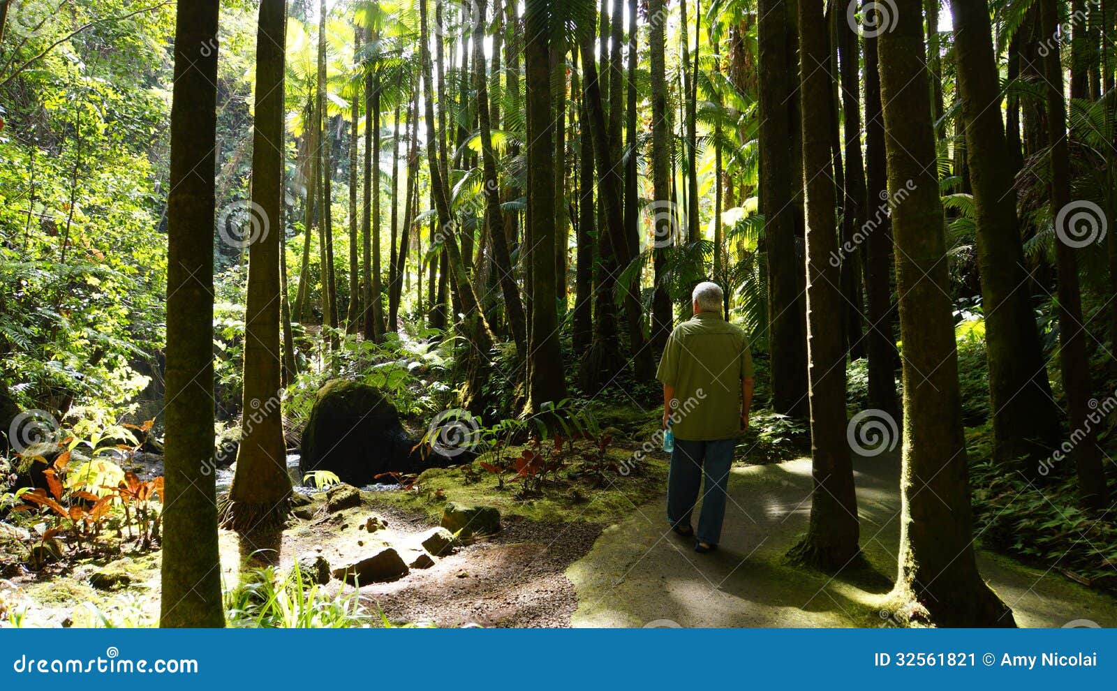 Walking In Palm Forest Stock Image Image Of Path Papaikou 32561821