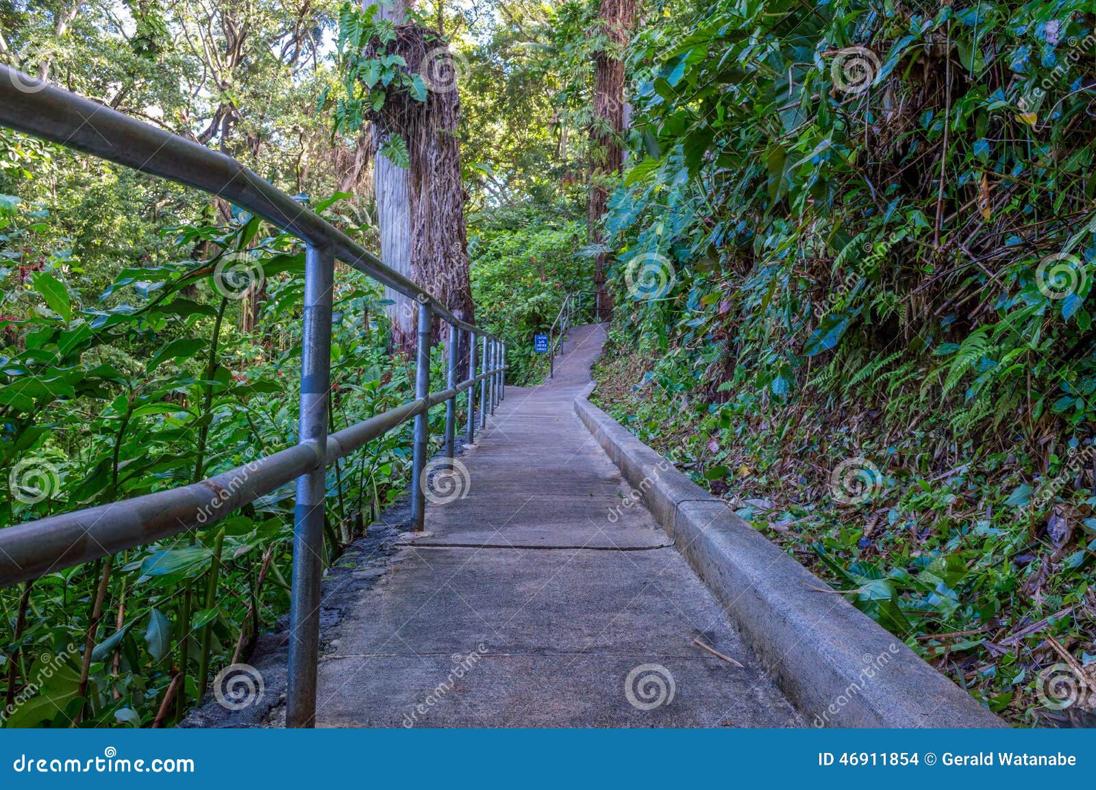 Walking Path Botanical Gardens Stock Photo Image Of Oahu Path