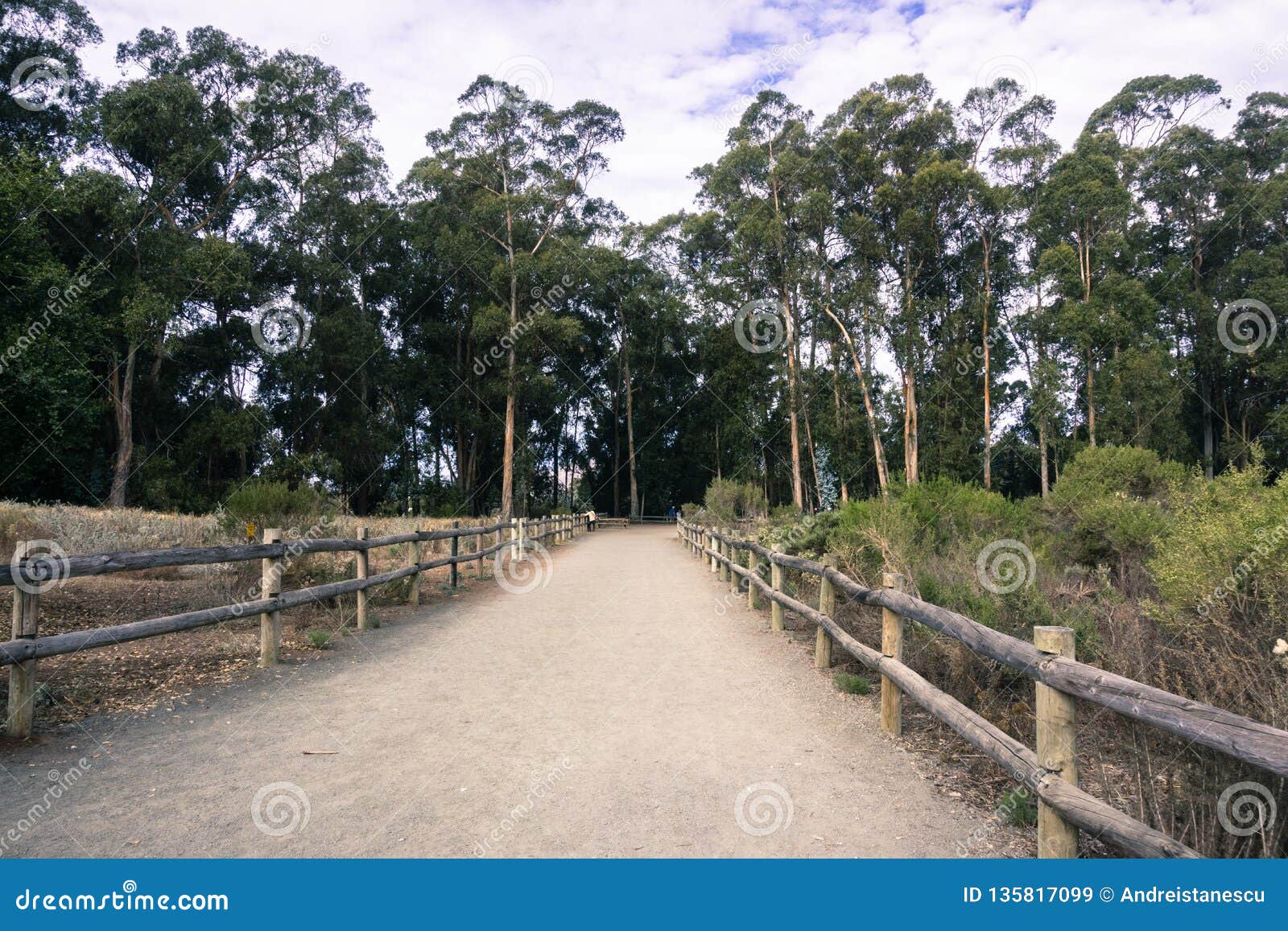 walking path through an eucalyptus tree grove in pismo beach, california where monarch butterflies migrate every winter; the