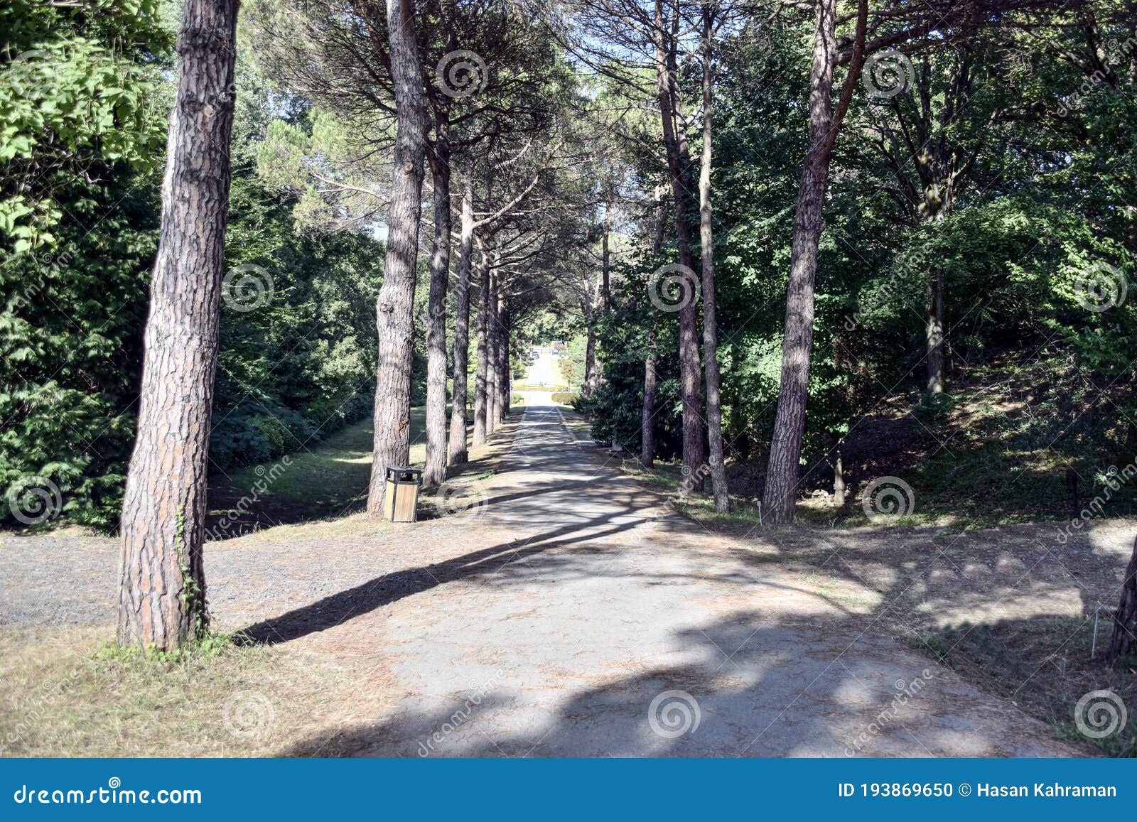 walking path in the forest
